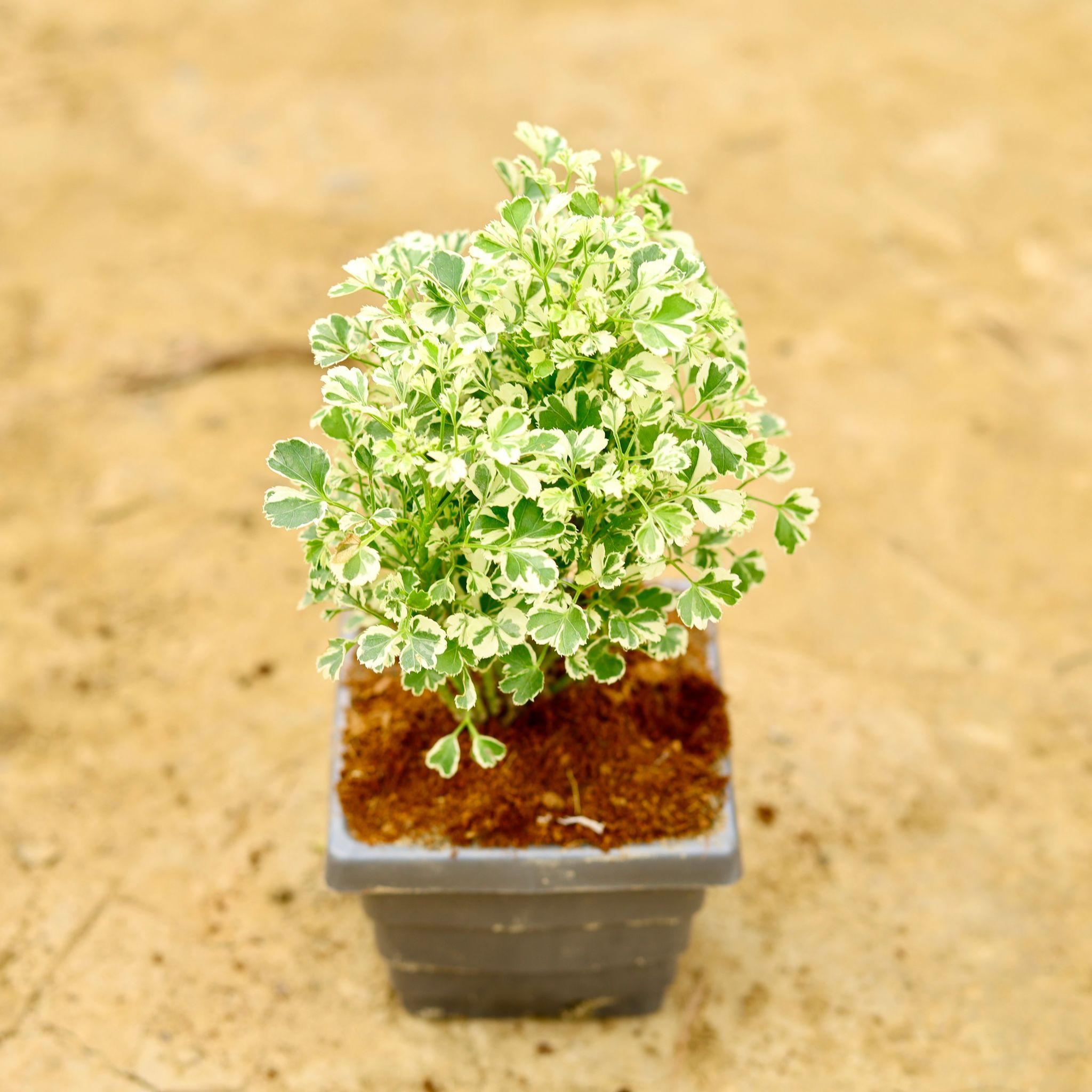 Aralia White Dwarf in 4 Inch Premium Orchid Square Plastic Pot (Any Colour)