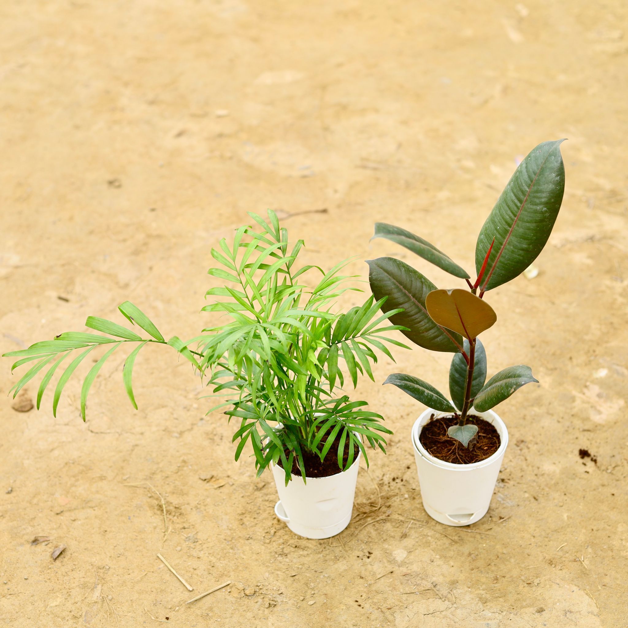 Set Of 2 - Chameadorea Palm & Rubber Black in 4 Inch White Florence Self Watering Pot