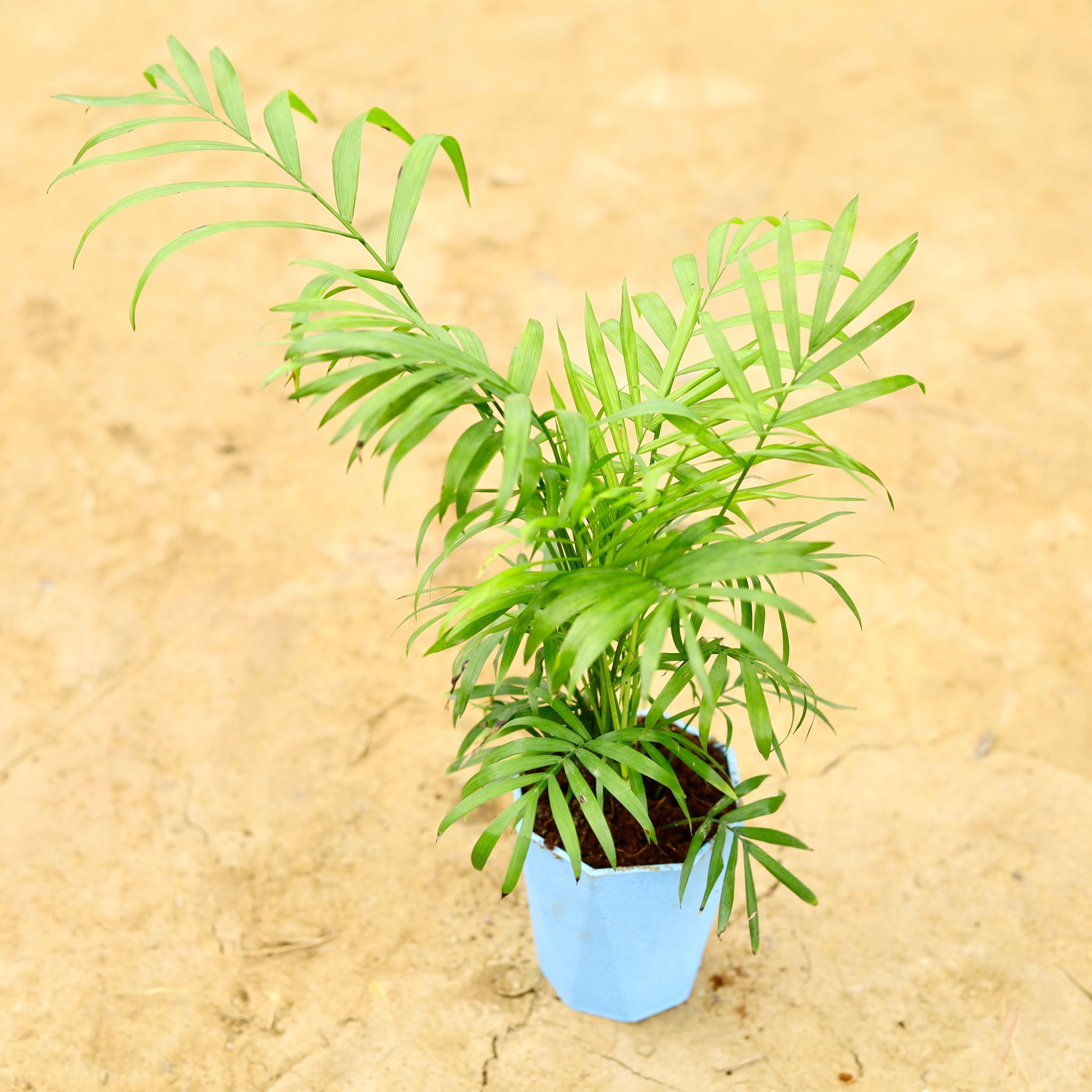 Chameadorea Palm (Pune Variety) in 4 Inch Marble Premium Diamanti Plastic Pot (any colour)
