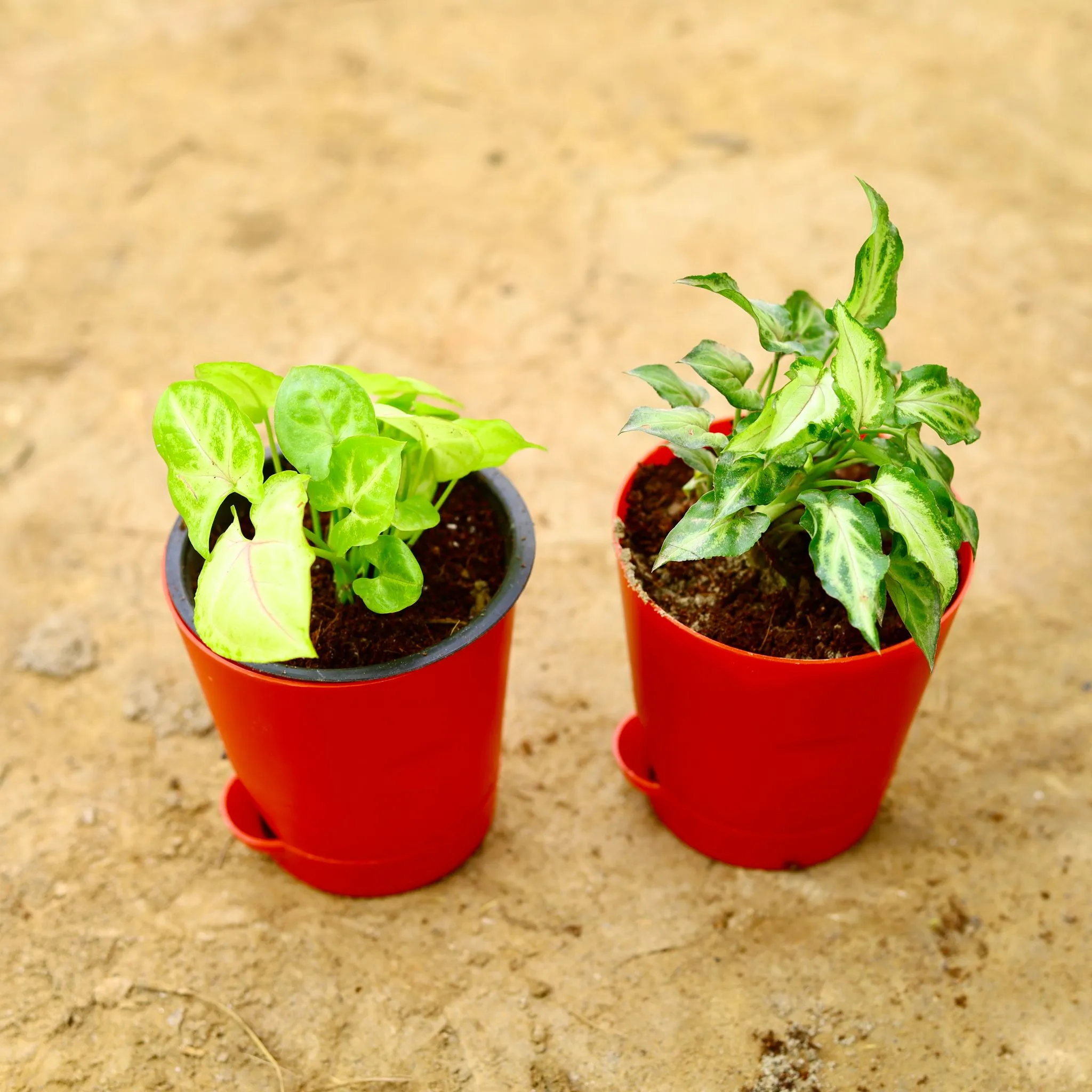 Set Of 2 - Syngonium (Golden & Yammi) in 4 Inch Red Florence Self Watering Pot