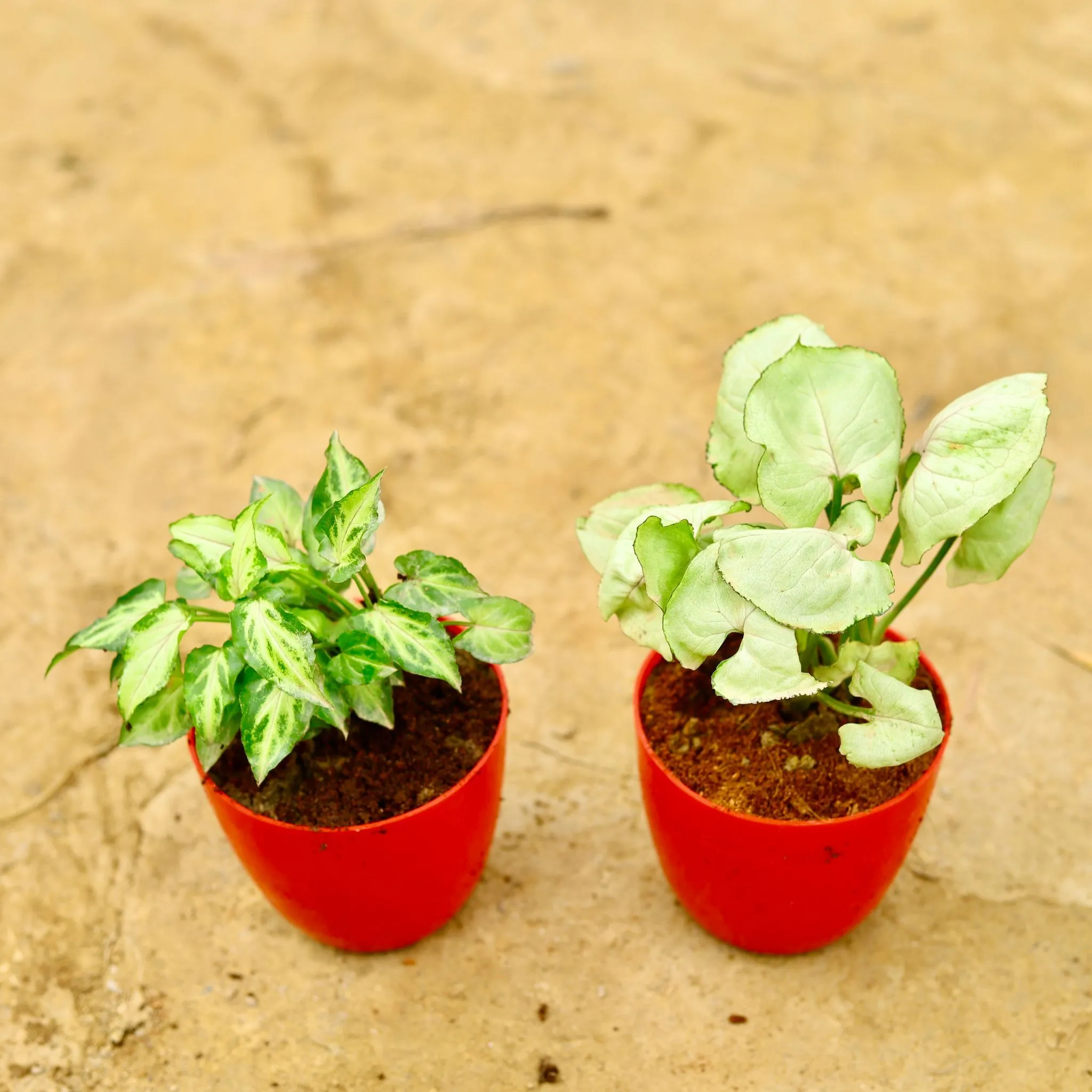 Set Of 2 - Syngonium Yammi Dwarf & White Round Leaf in 4 Inch Red Premium Orchid Round Plastic Pot