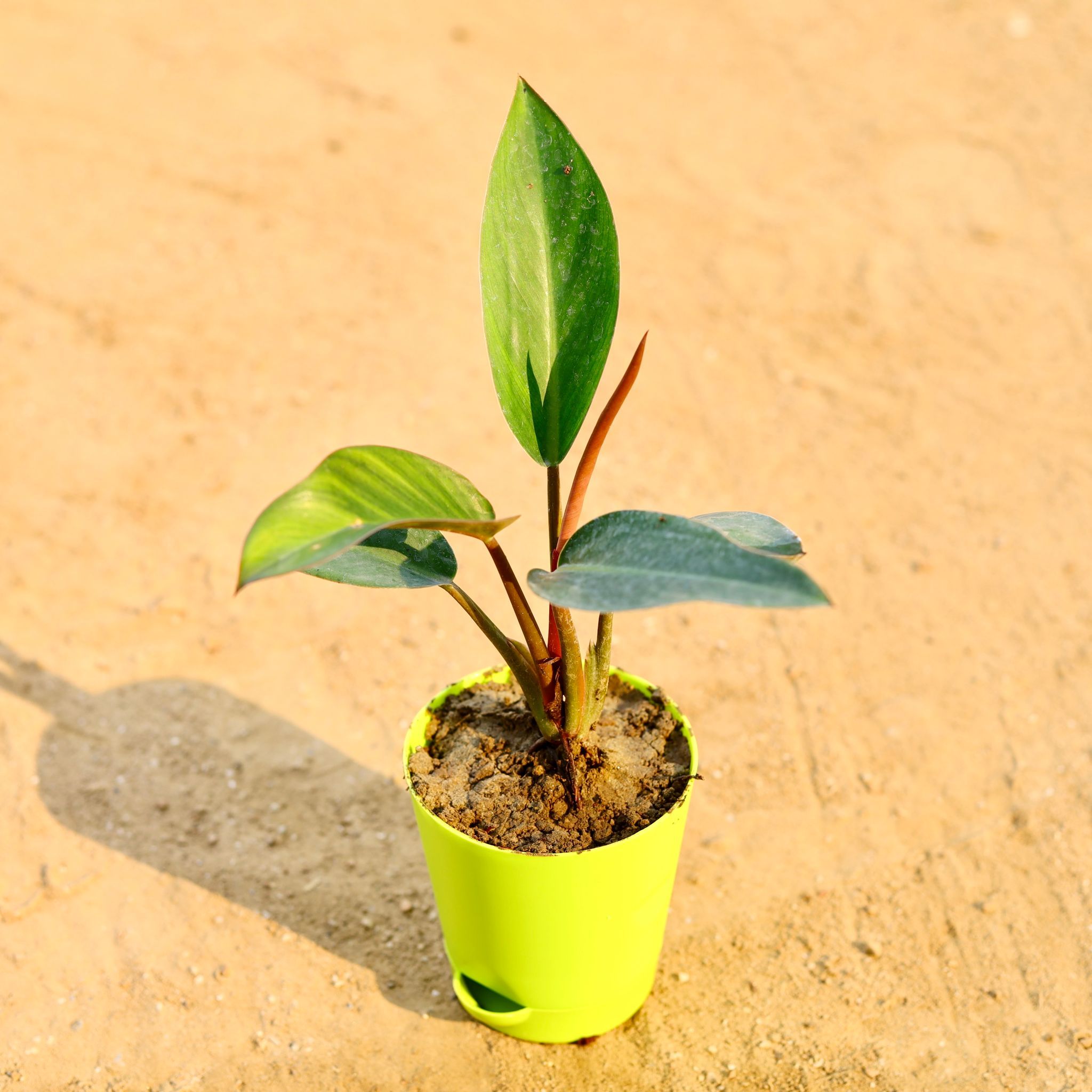 Philodendron Red in 4 Inch Green Florence Self Watering Pot