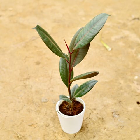 Rubber Black in 4 Inch White Florence Self Watering Pot
