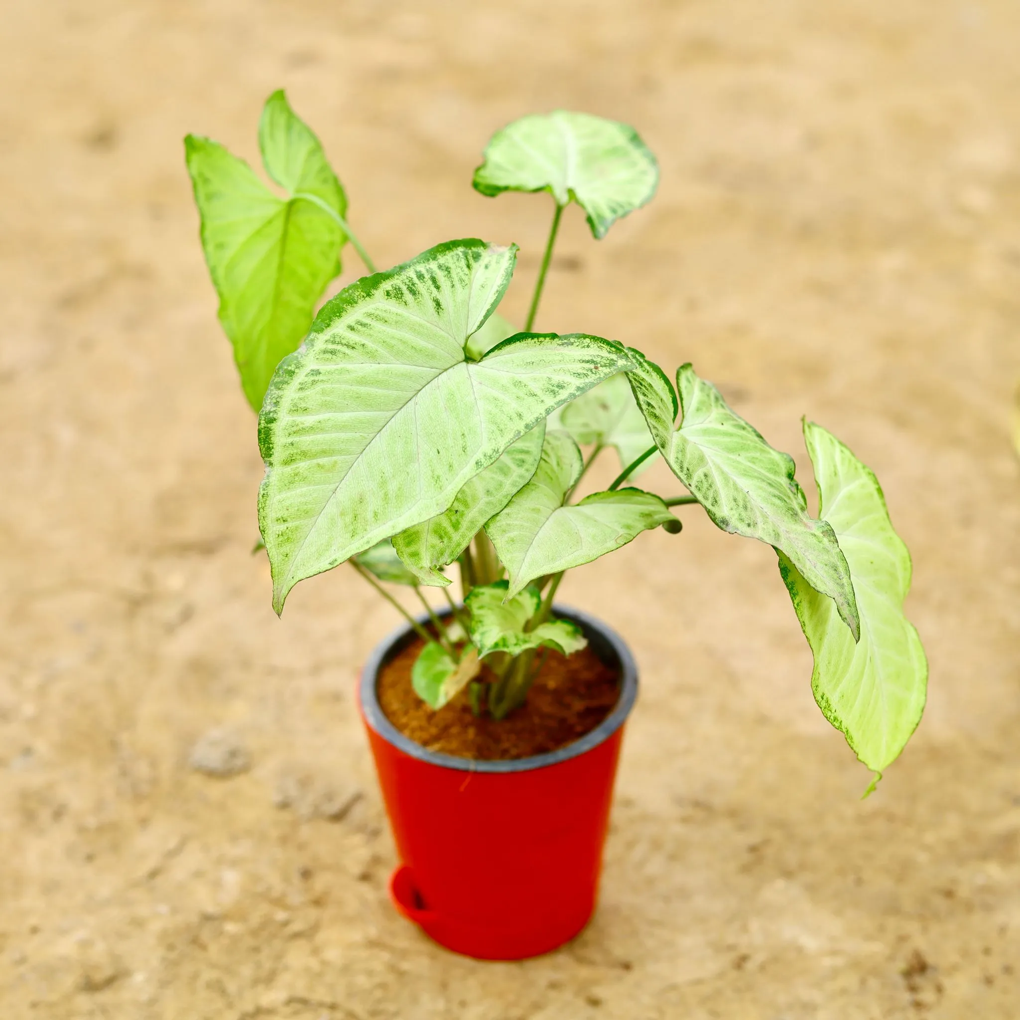 Syngonium Arrow Head in 4 Inch Red Florence Self Watering Pot