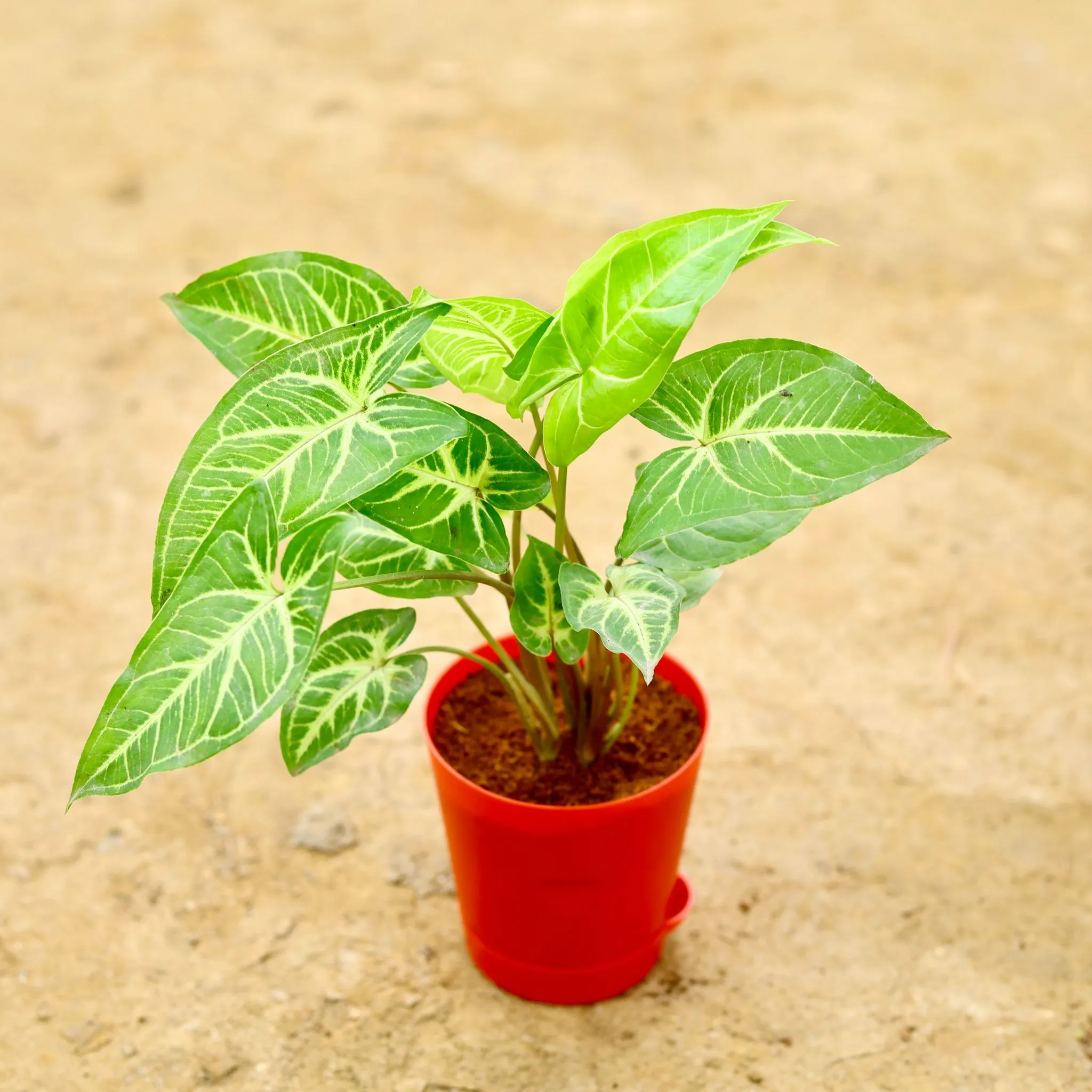 Syngonium Green in 4 Inch Red Florence Self Watering Pot