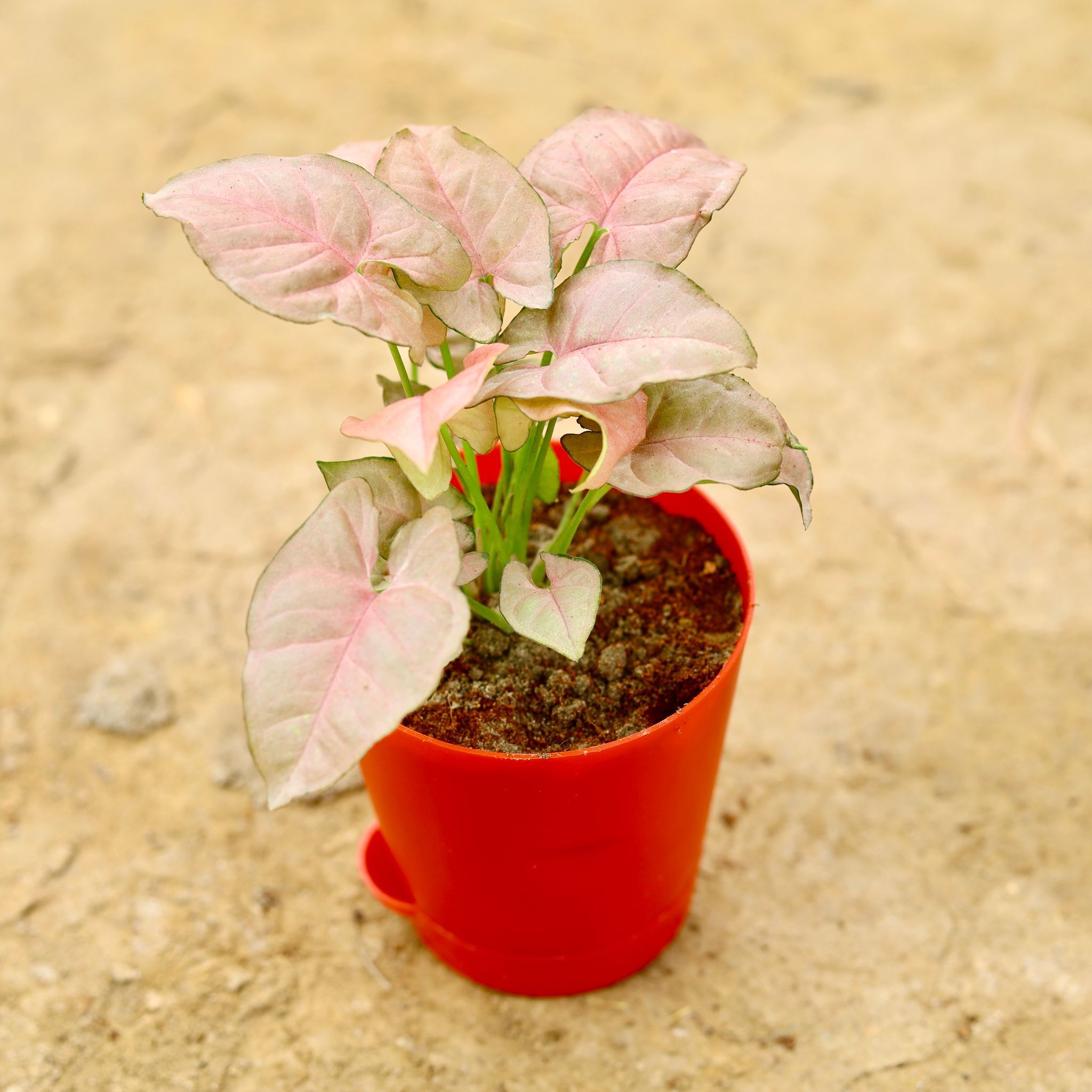 Syngonium Pink in 4 Inch Red Florence Self Watering Pot
