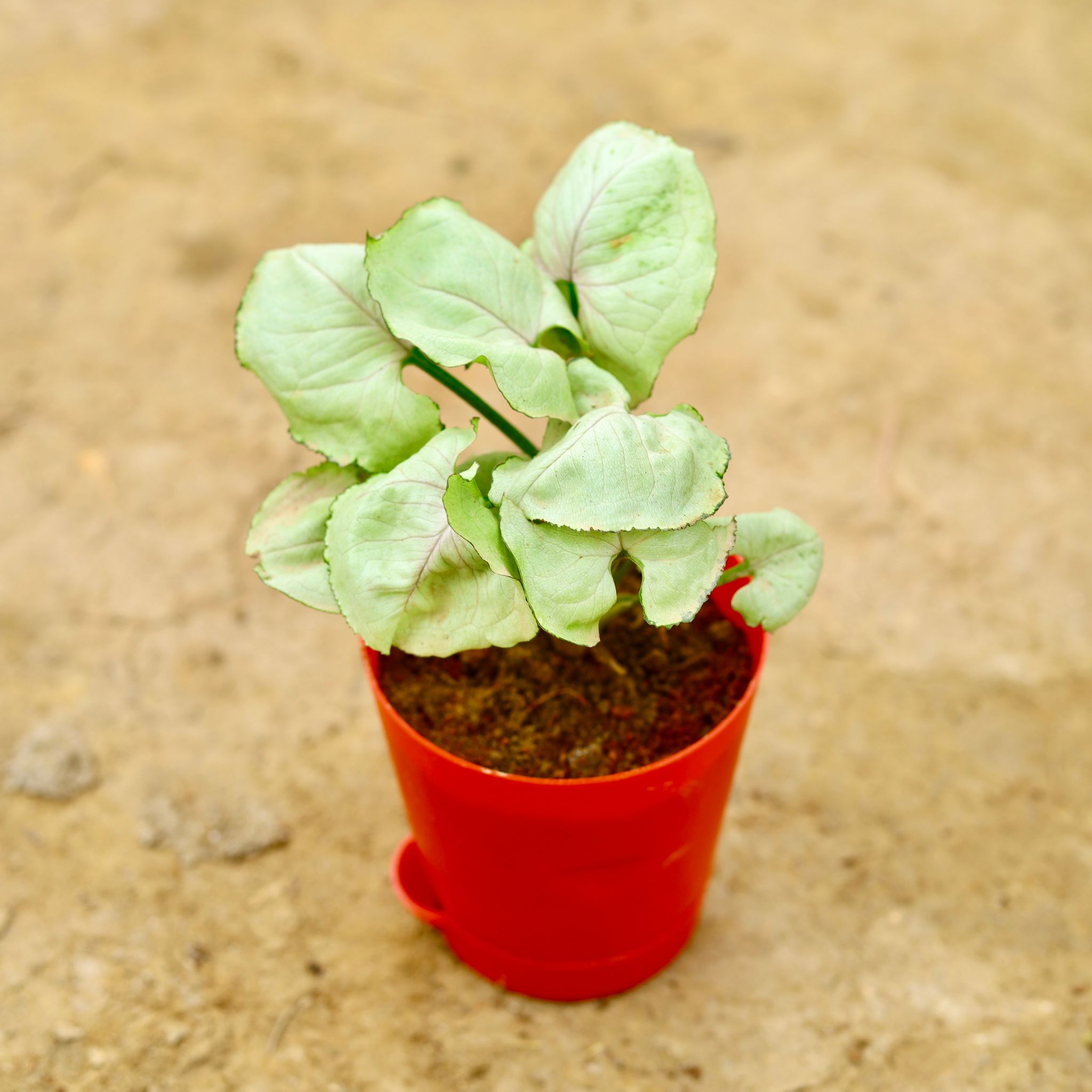 Syngonium White in 4 Inch Red Florence Self Watering Pot