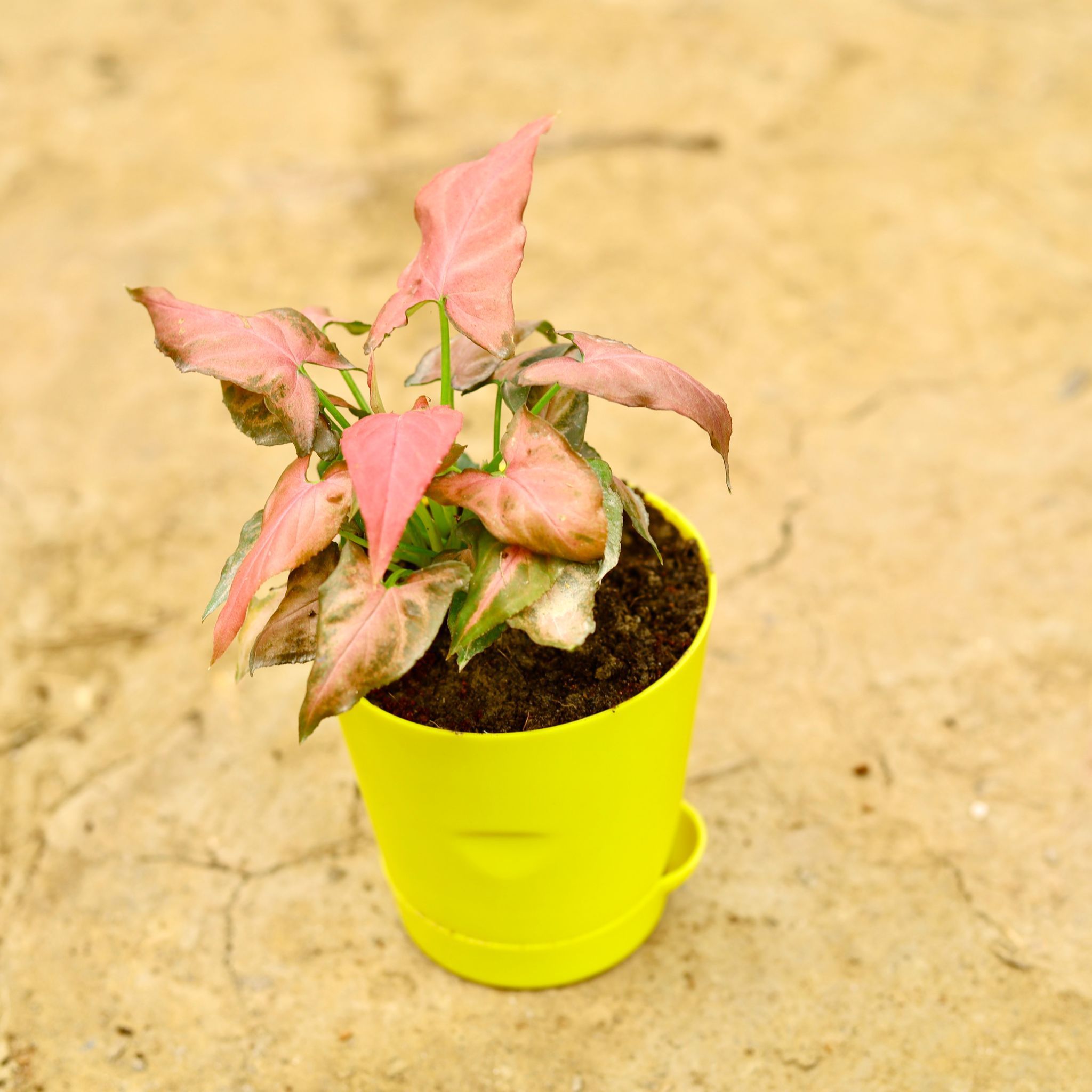 Syngonium Red Dwarf in 4 Inch Yellow Florence Self Watering Pot