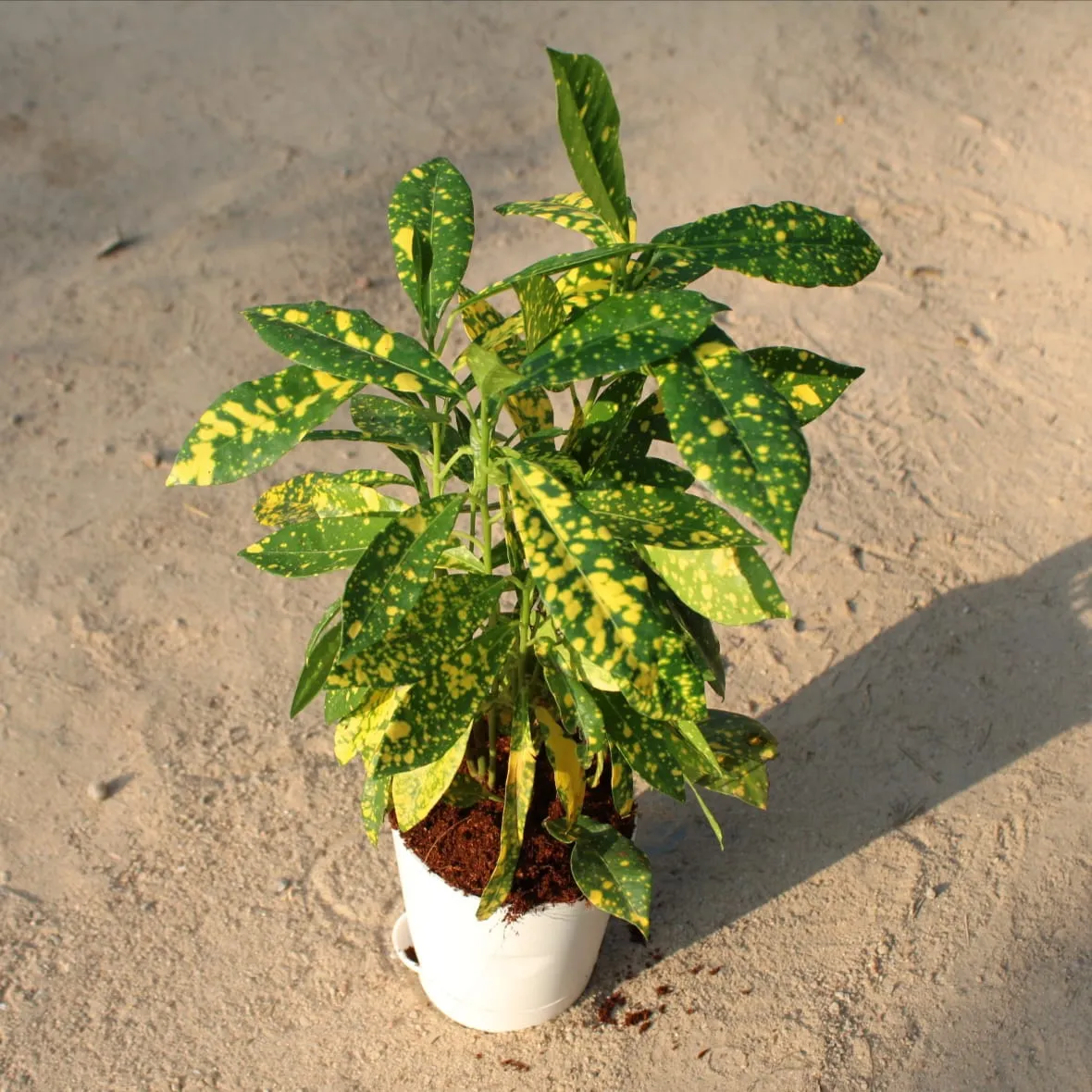 Baby Croton Gold Star in 4 Inch White Florence Self Watering Pot