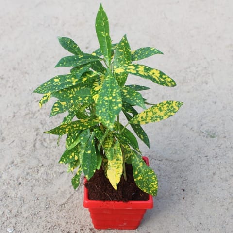 Baby Croton Gold Star in 4 Inch Red Premium Square Plastic Pot
