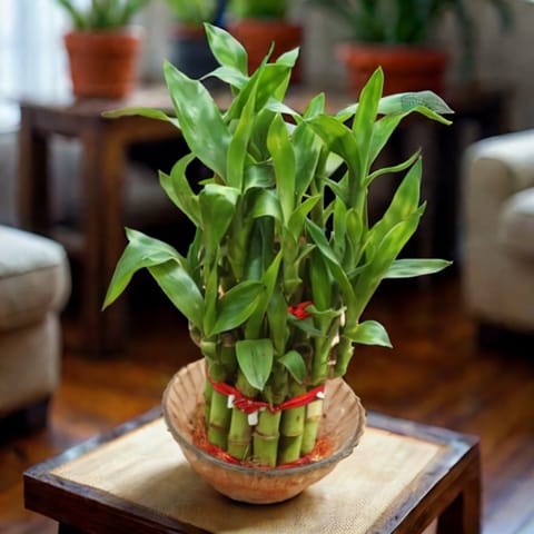 2 Layer Lucky Bamboo in 3 Inch Glass Bowl