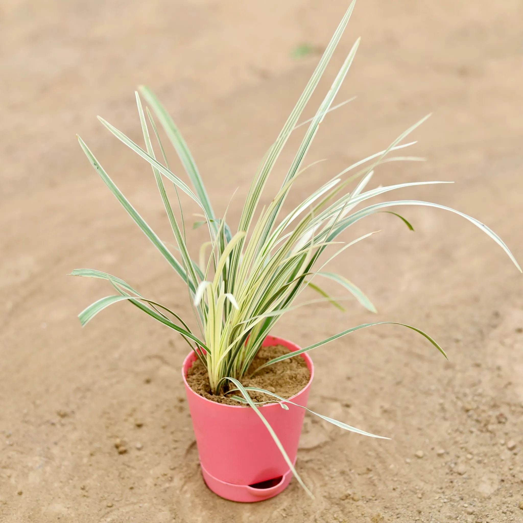 Ribbon Grass in 4 Inch Pink Florence Self Watering Pot