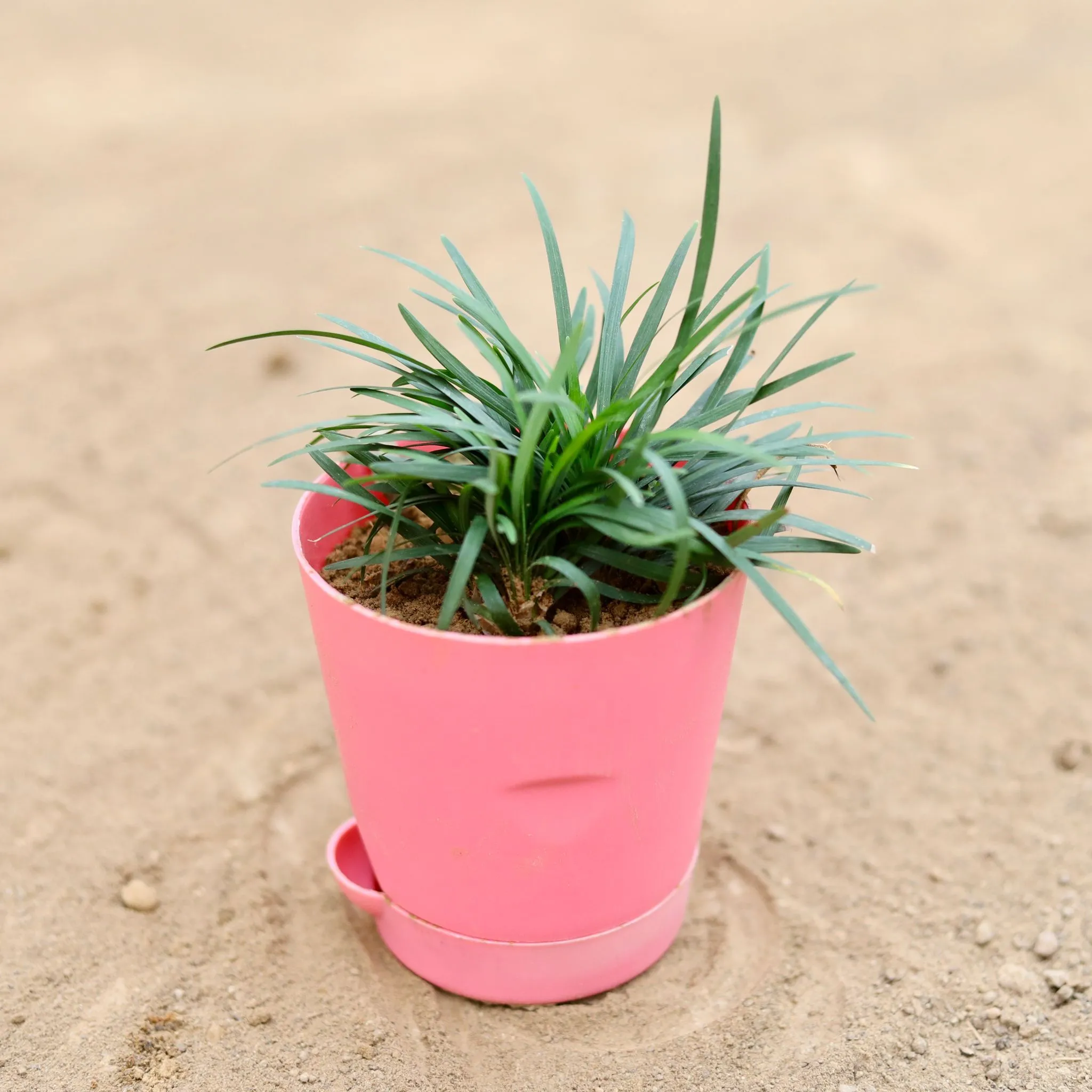 Black Grass in 4 Inch Pink Florence Self Watering Pot
