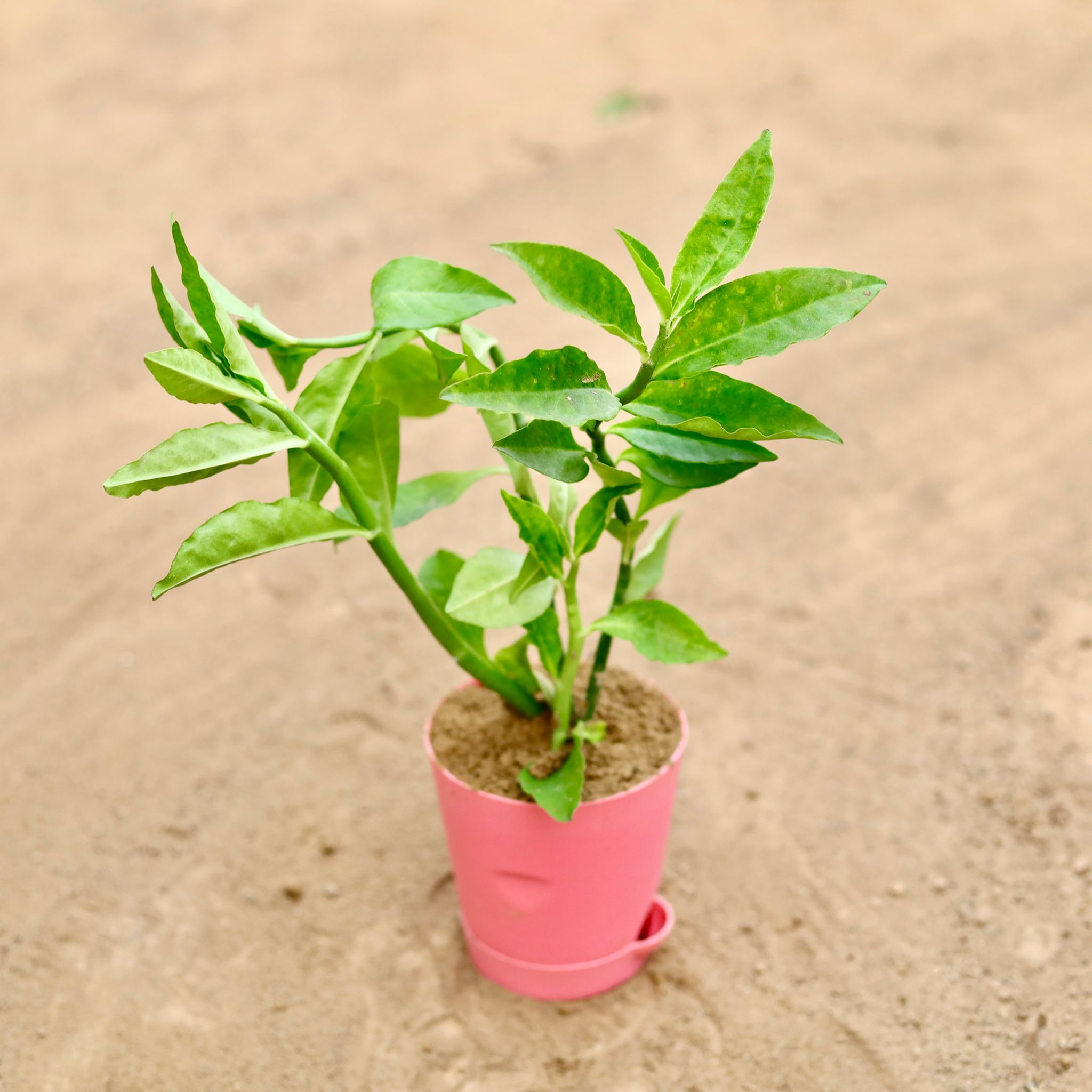 Pedilianthus Green / Devil'S Backbone in 4 Inch Pink Florence Self Watering Pot
