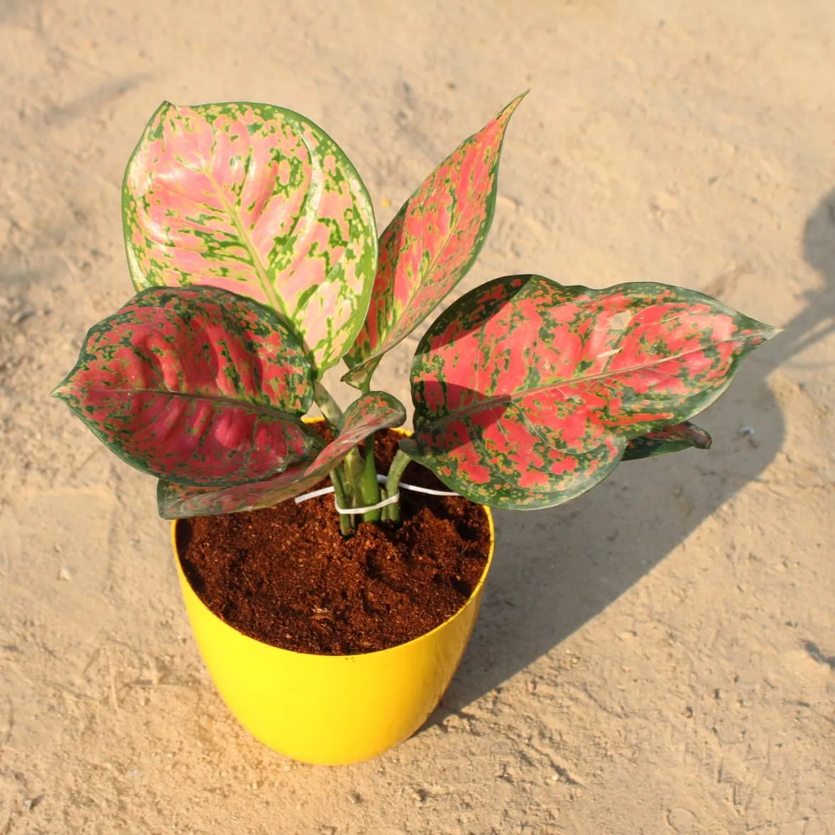 Aglaonema Red in 6 Inch Premium Orchid Round Plastic Pot (any colour)