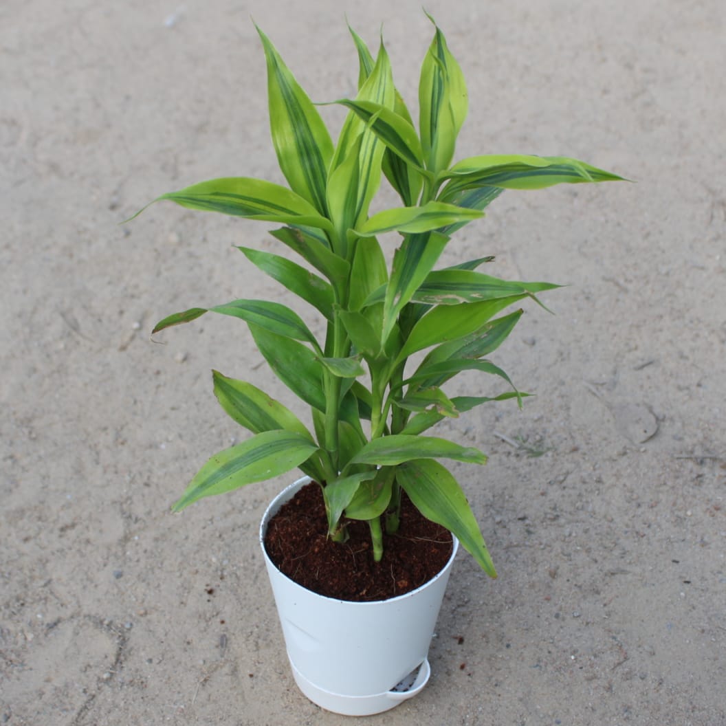 Lucky Bamboo in 4 Inch White Florence Self Watering Pot