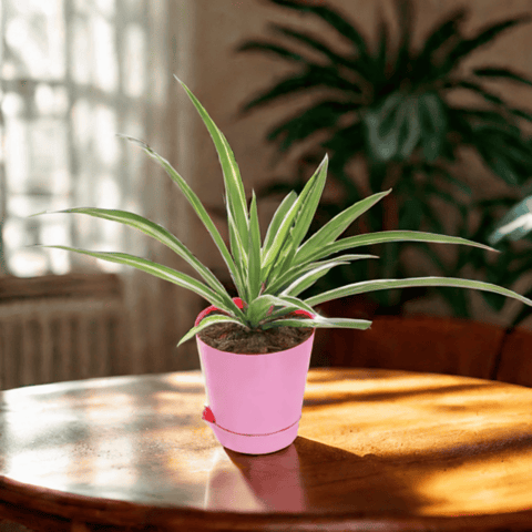 Spider in 4 Inch Pink Florence Self Watering Pot