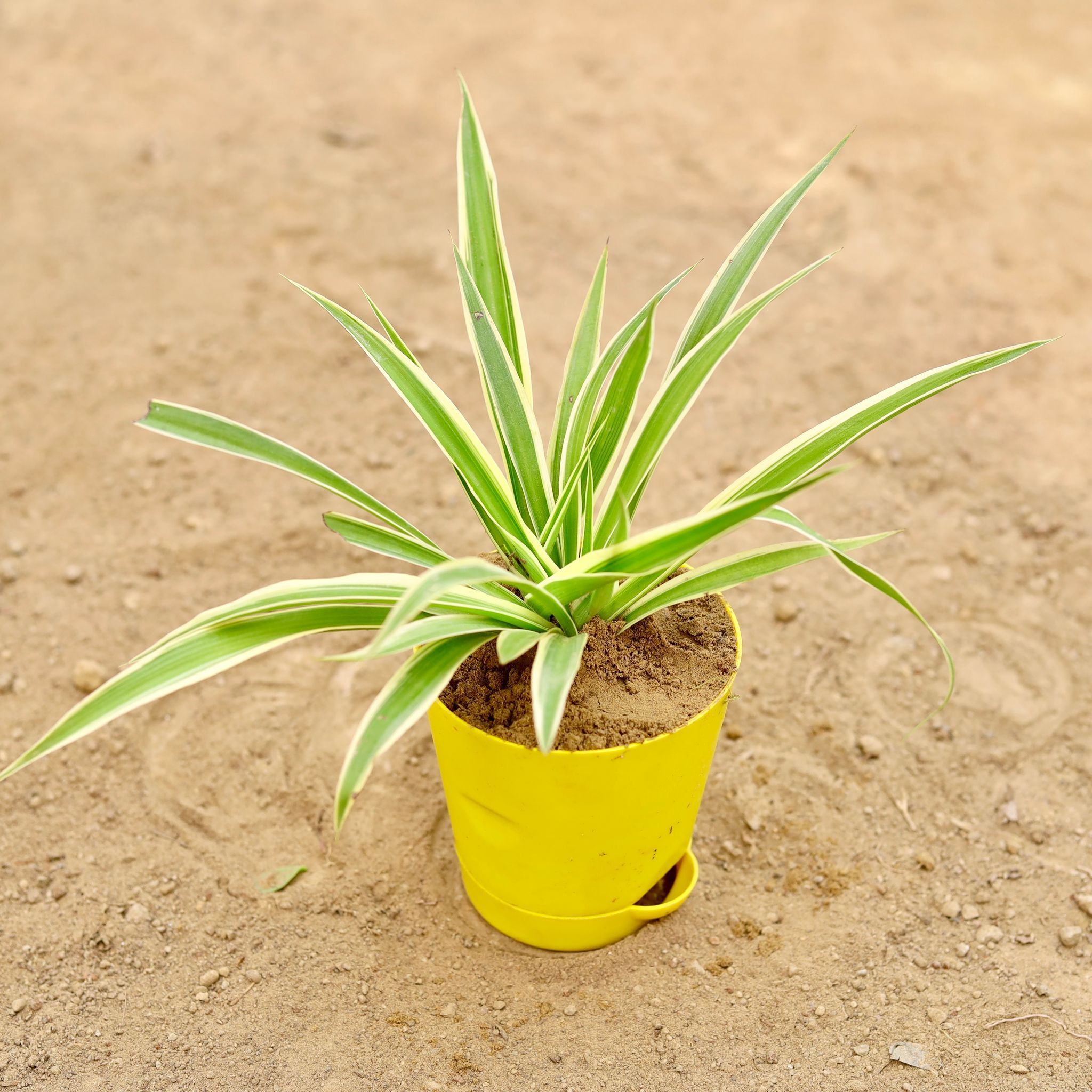 Spider in 4 Inch Yellow Florence Self Watering Pot