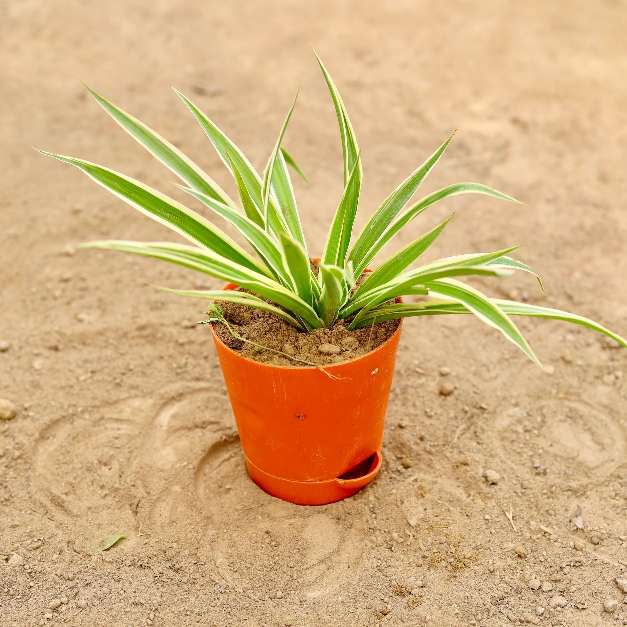Spider in 4 Inch Orange Florence Self Watering Pot