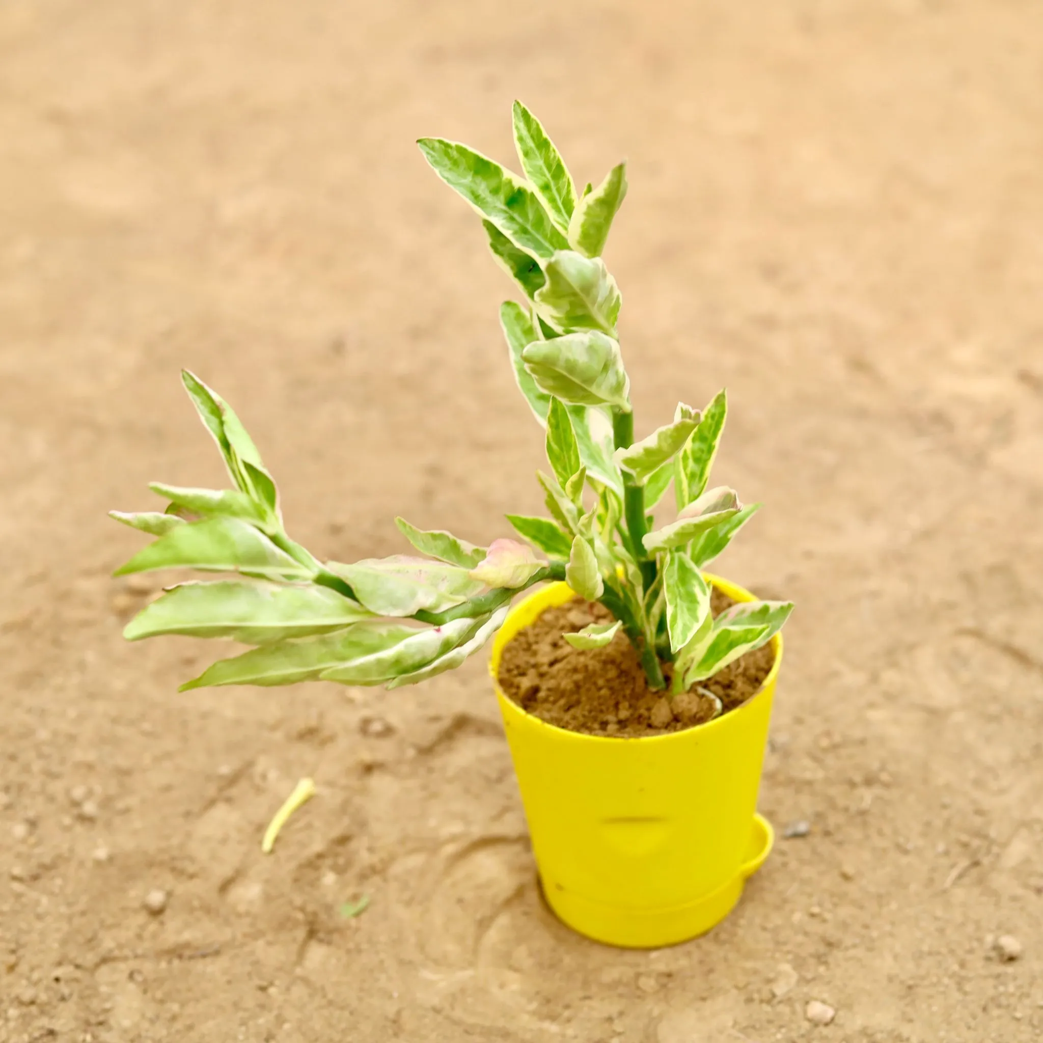 Pedilianthus / Devil'S Backbone Variegated in 4 Inch Yellow Florence Self Watering Pot