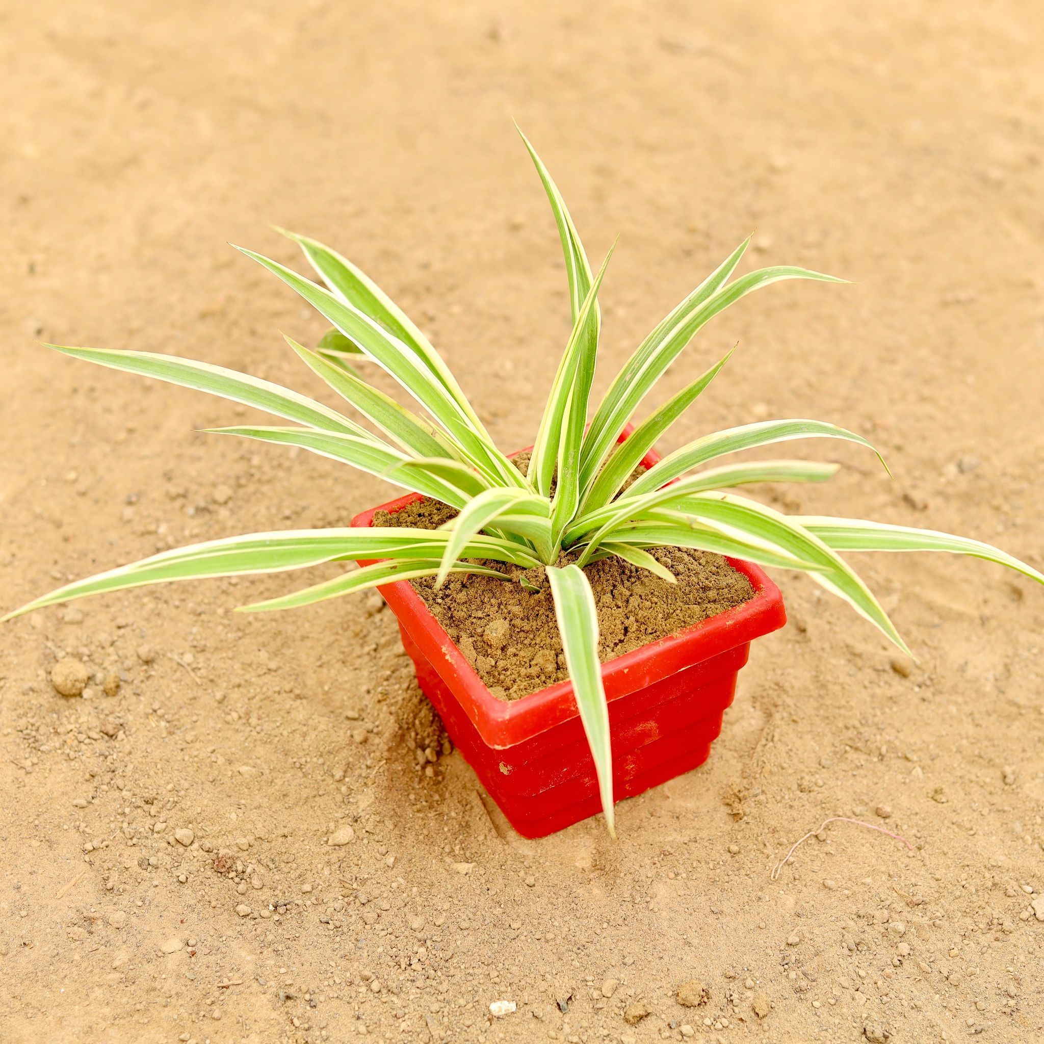 Spider in 4 Inch Red Premium Orchid Square Plastic Pot