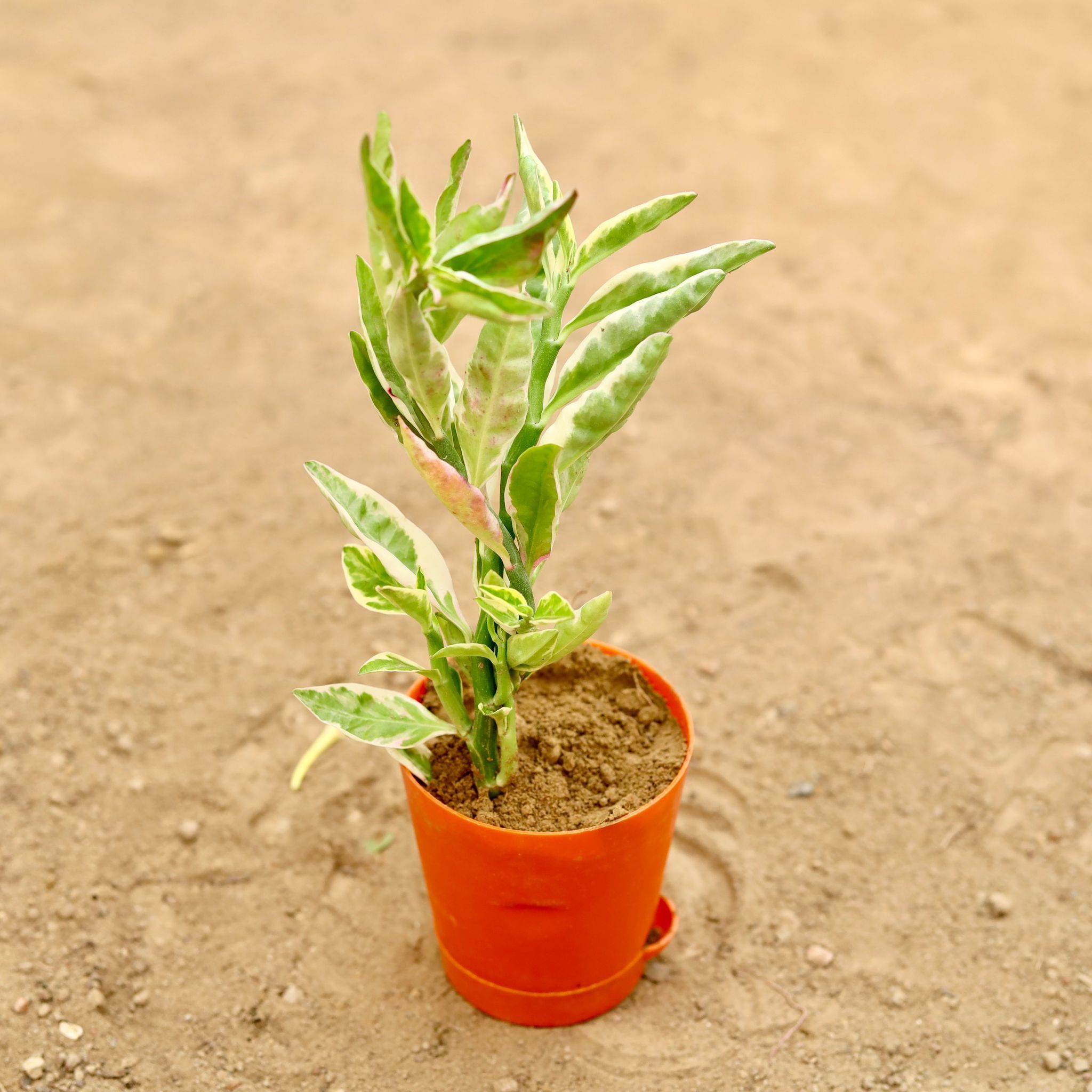 Pedilianthus / Devil'S Backbone Variegated in 4 Inch Orange Florence Self Watering Pot