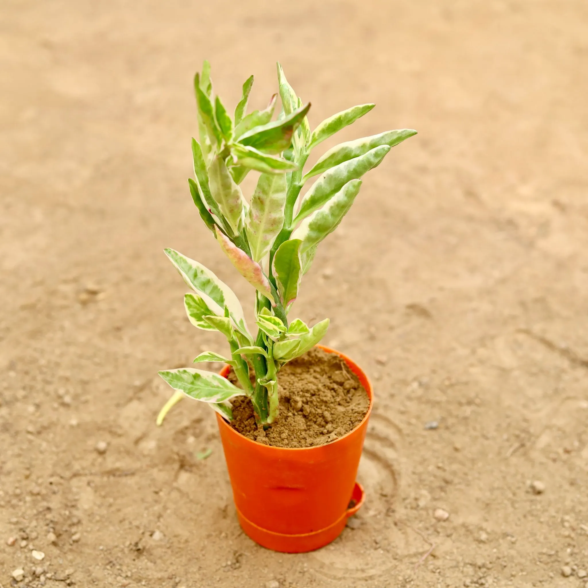 Pedilianthus / Devil'S Backbone Variegated in 4 Inch Orange Florence Self Watering Pot