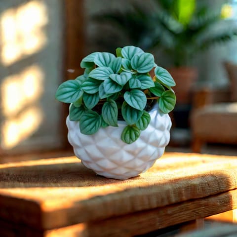 Peperomia Argyreia in 4 Inch White Diamond Bowl Ceramic Pot