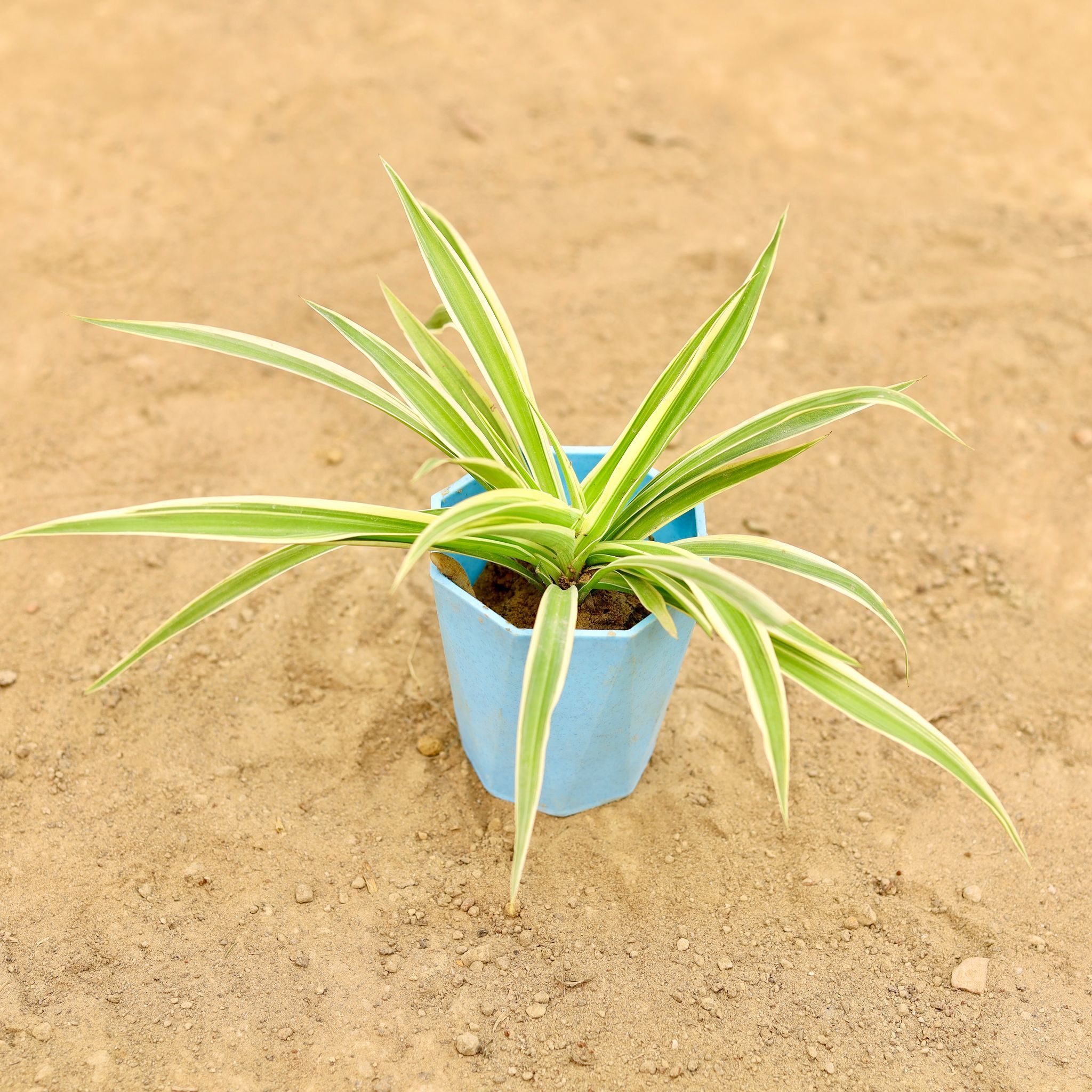 Spider in 4 Inch Blue Marble Premium Diamanti Plastic Pot