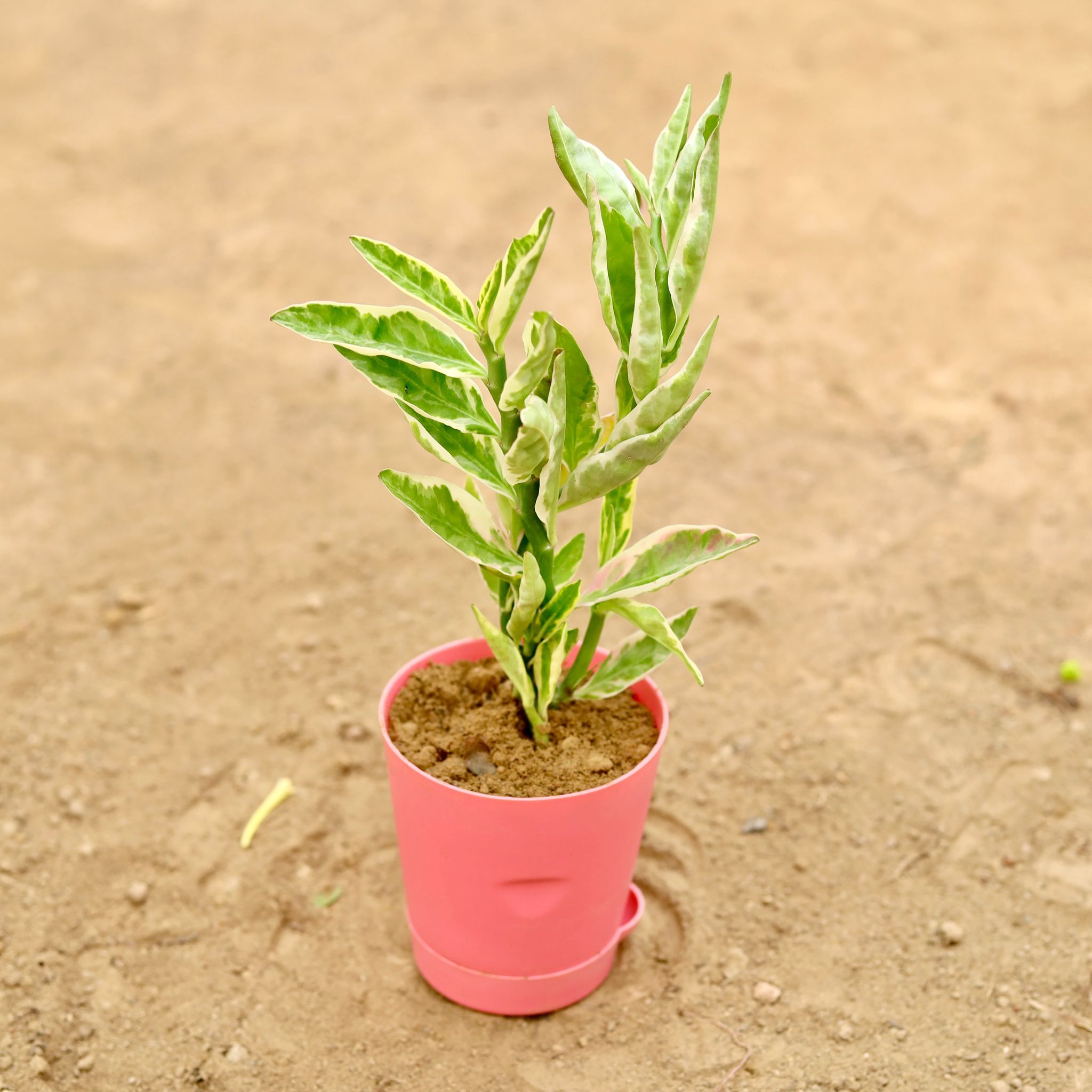 Pedilianthus / Devil'S Backbone Variegated in 4 Inch Pink Florence Self Watering Pot