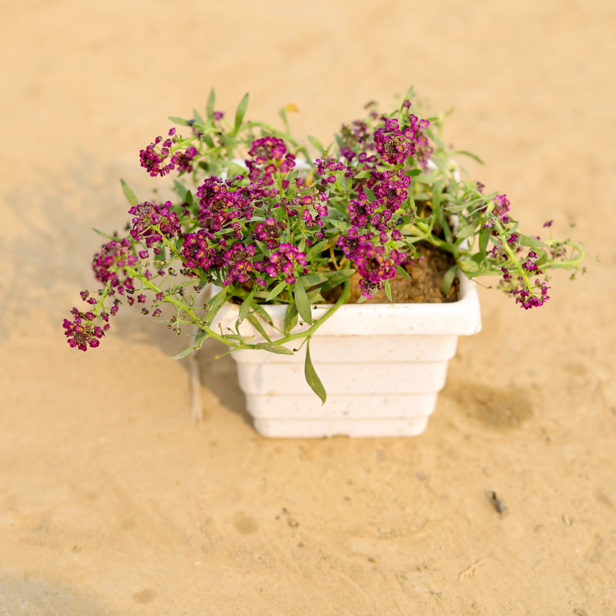 Alyssum Purple in 4 Inch White Marble Premium Orchid Square Plastic Pot