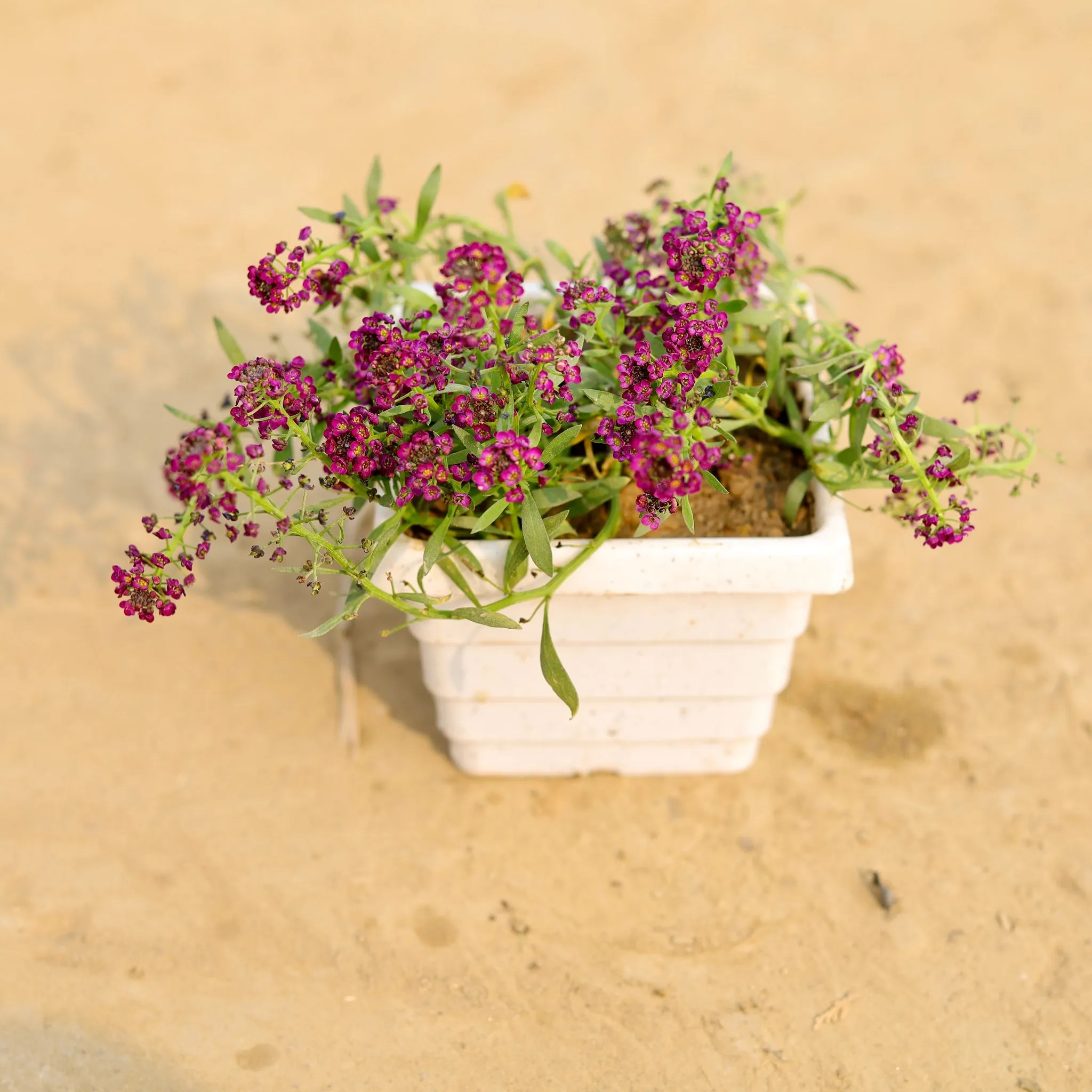 Alyssum Purple in 4 Inch White Marble Premium Orchid Square Plastic Pot