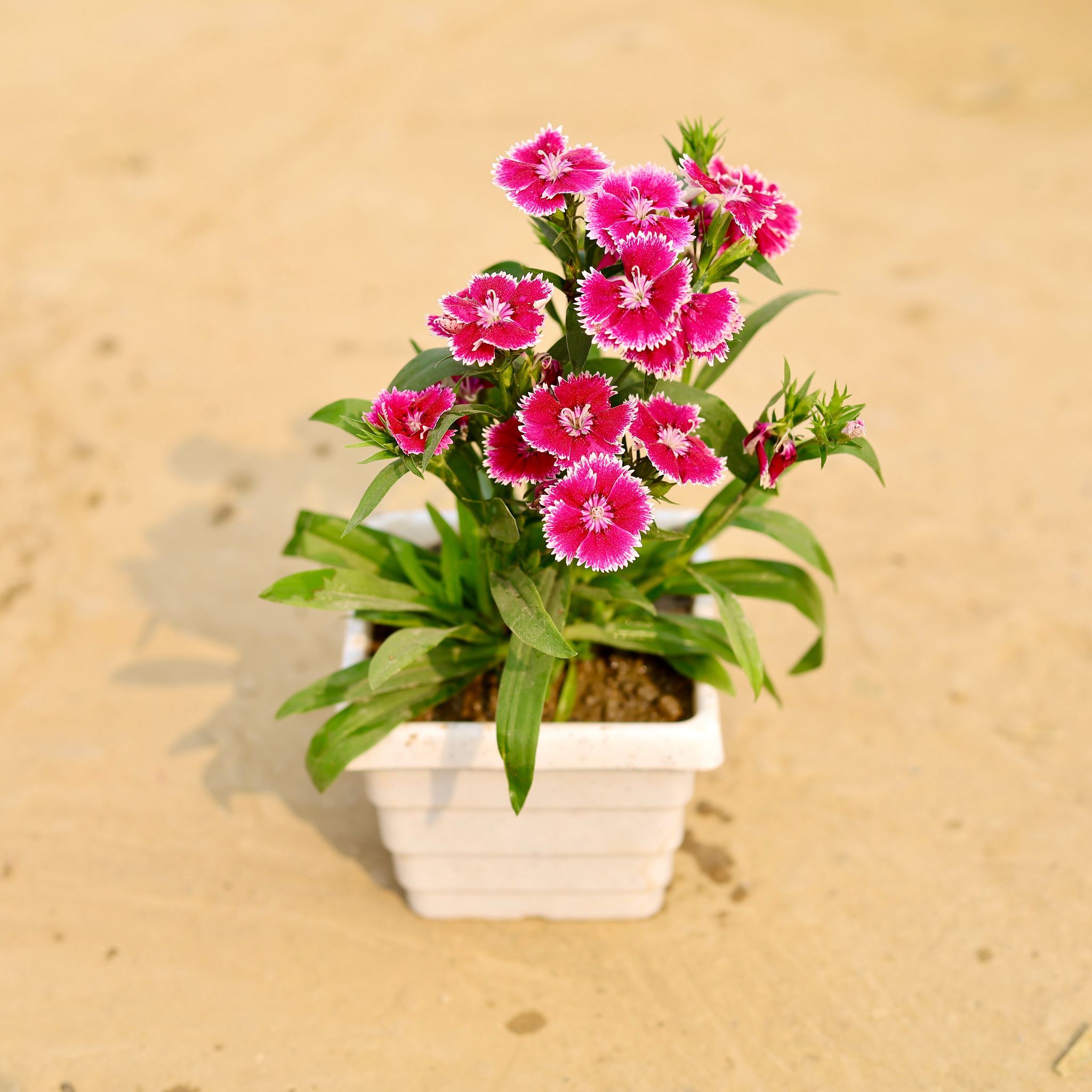 Dianthus (Any Colour) in 4 Inch White Marble Premium Orchid Square Plastic Pot