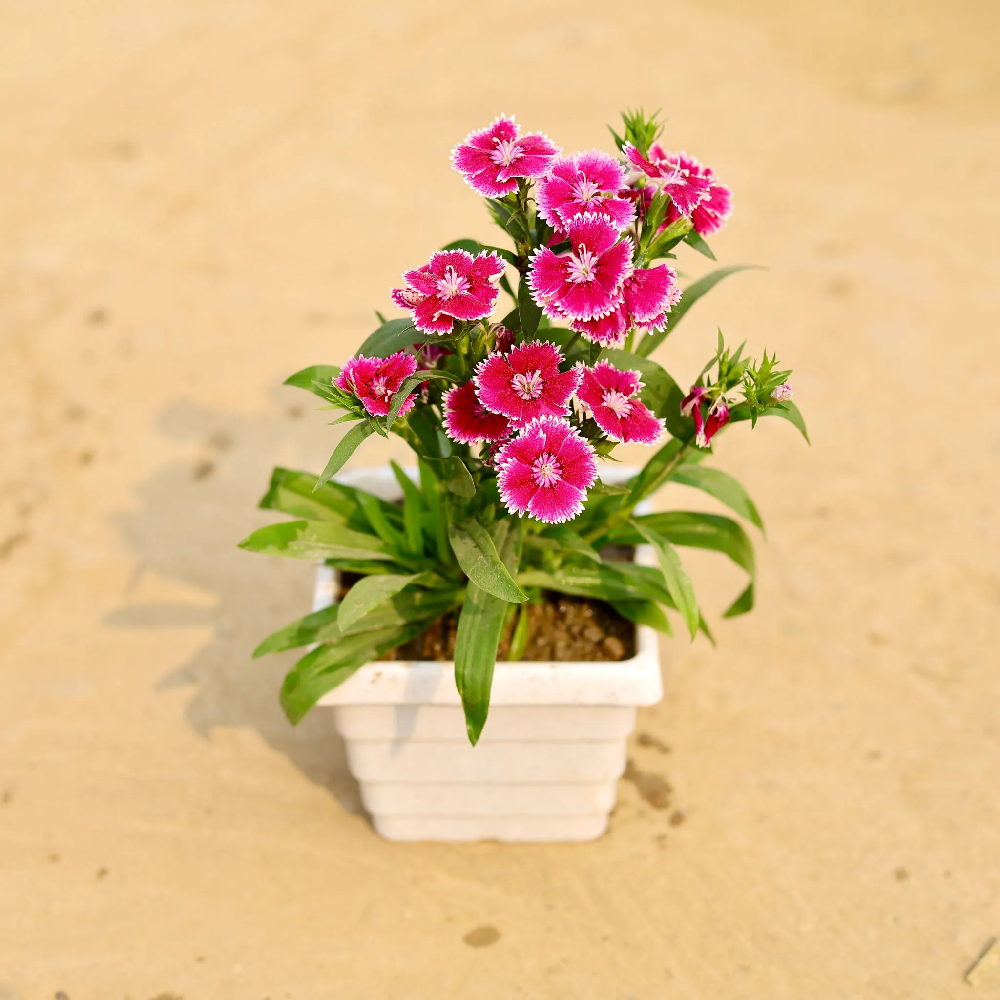 Dianthus (Any Colour) in 4 Inch White Marble Premium Orchid Square Plastic Pot