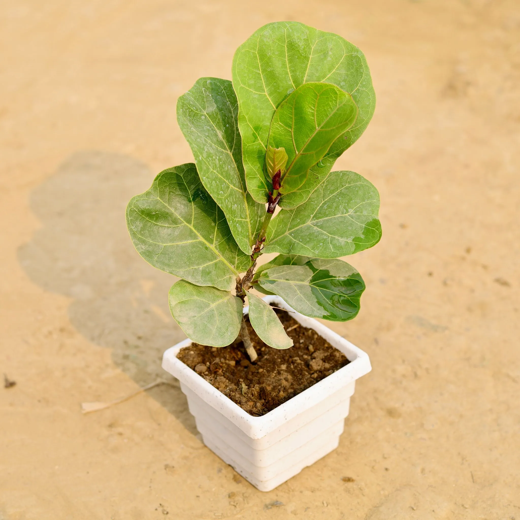 Fiddle Leaf Fig / Ficus Lyrata in 4 Inch White Marble Premium Orchid Square Plastic Pot