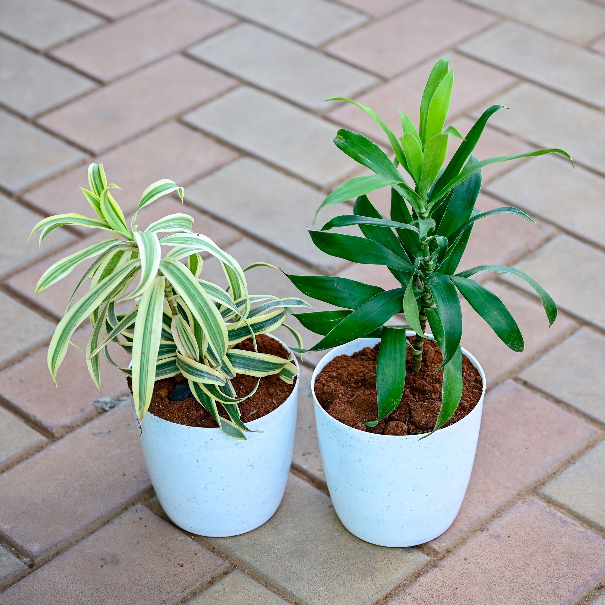 Set of 2 - Song of India (Yellow & Green) in 5 Inch Premium Sphere Plastic Pot (any colour)