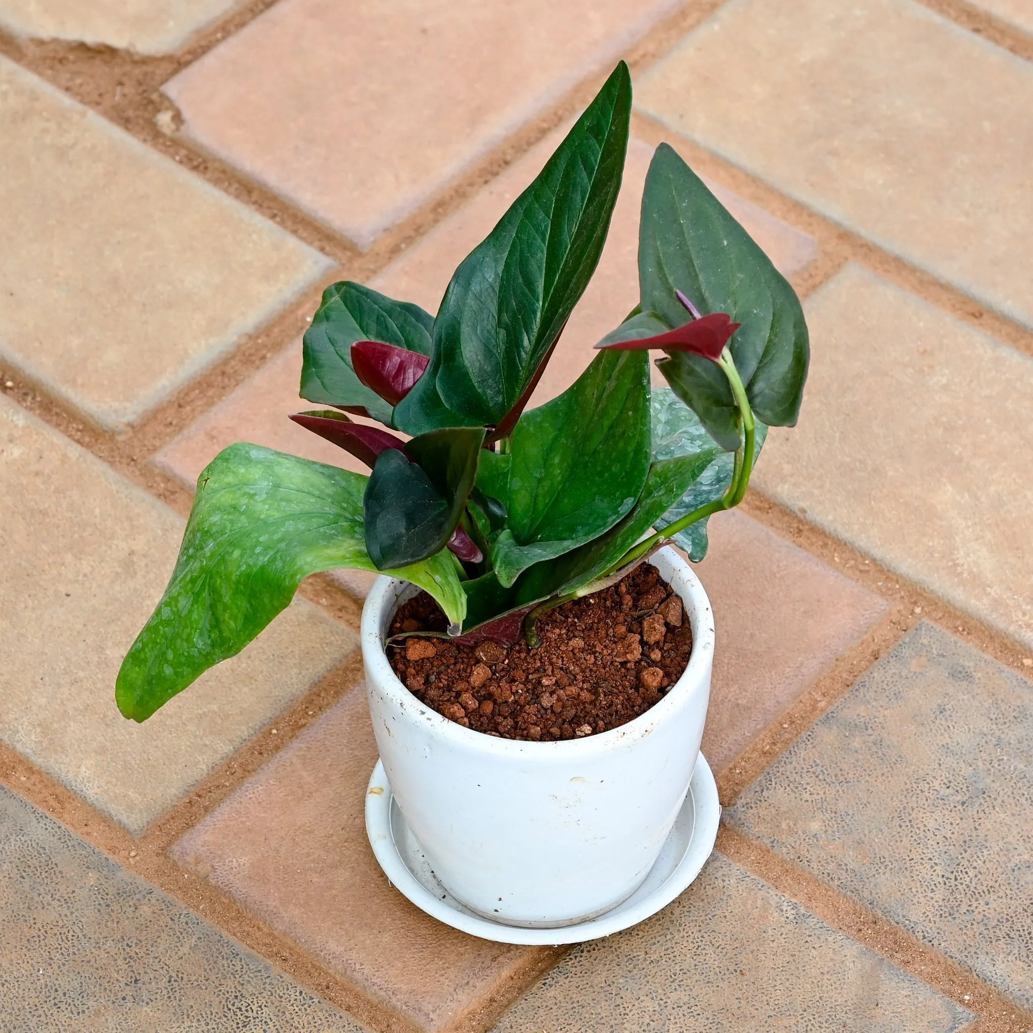 Money Plant Black in 4 Inch Classy White Cup Ceramic Pot with Tray