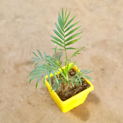 Chamaedorea Palm in 4 Inch Yellow Premium Orchid Square Plastic Pot