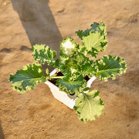 Kale White in 4 Inch White Marble Premium Orchid Square Plastic Pot