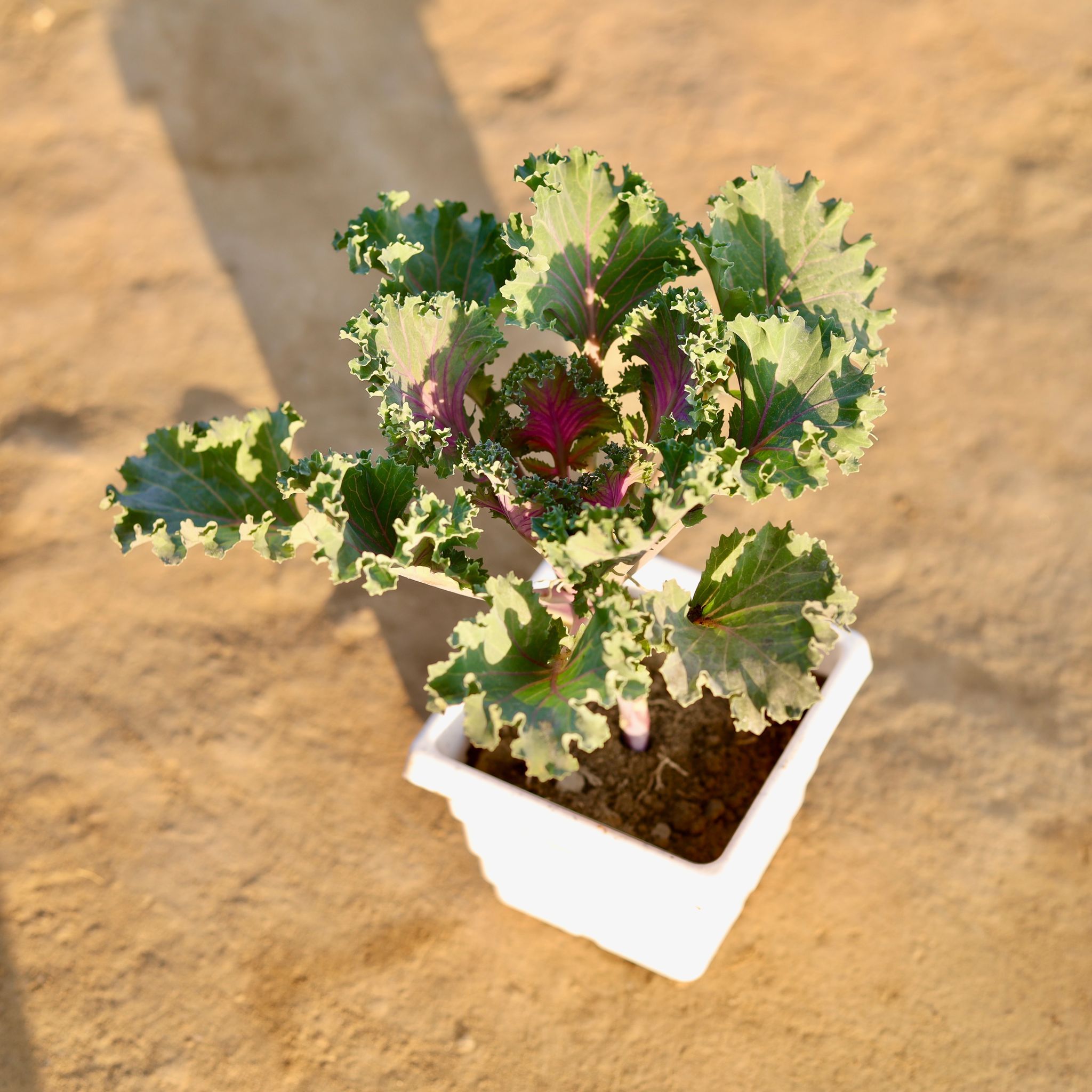 Kale Pink in 4 Inch White Marble Premium Orchid Square Plastic Pot