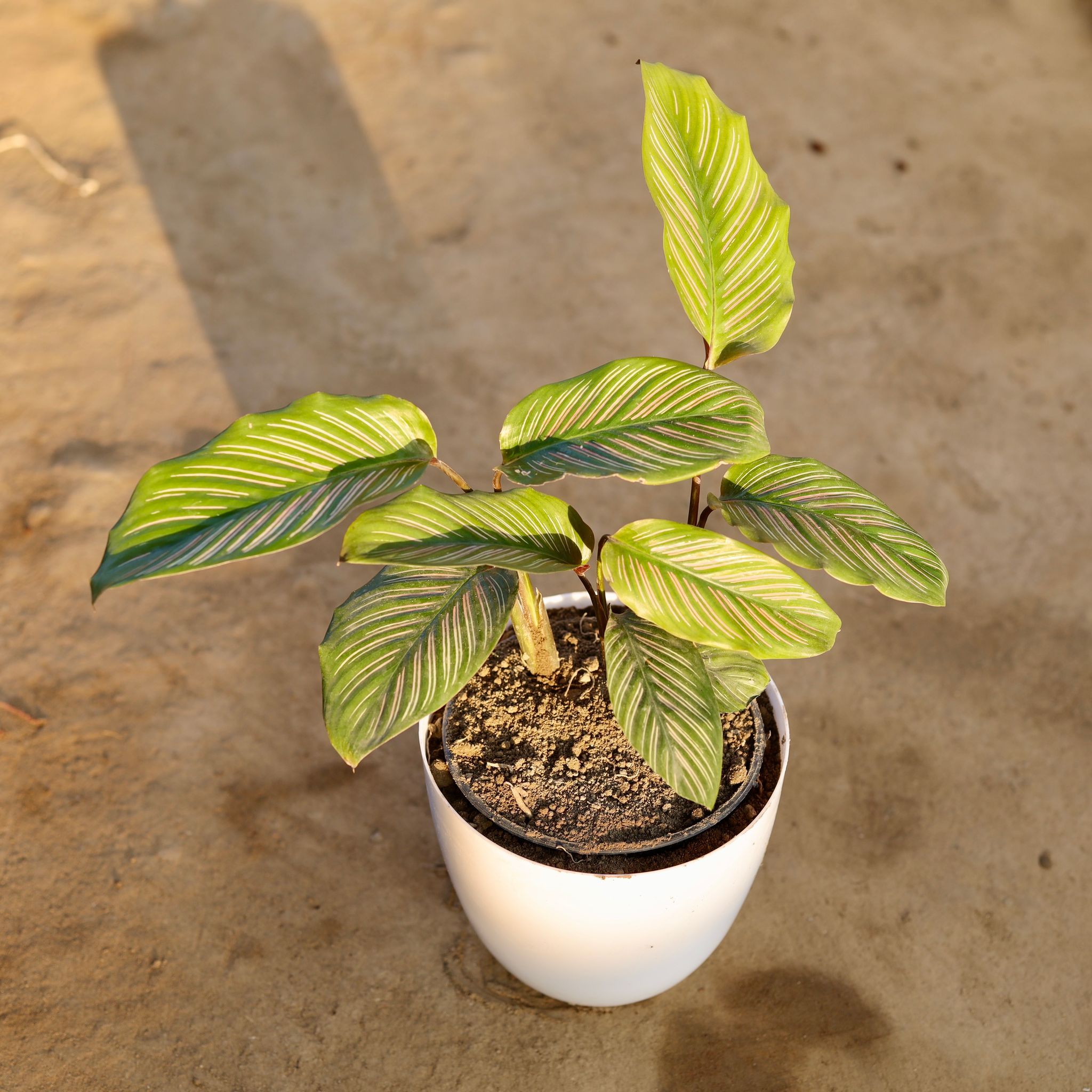Calathea Ornata Pinstripe in 6 Inch White Premium Orchid Round Plastic Pot
