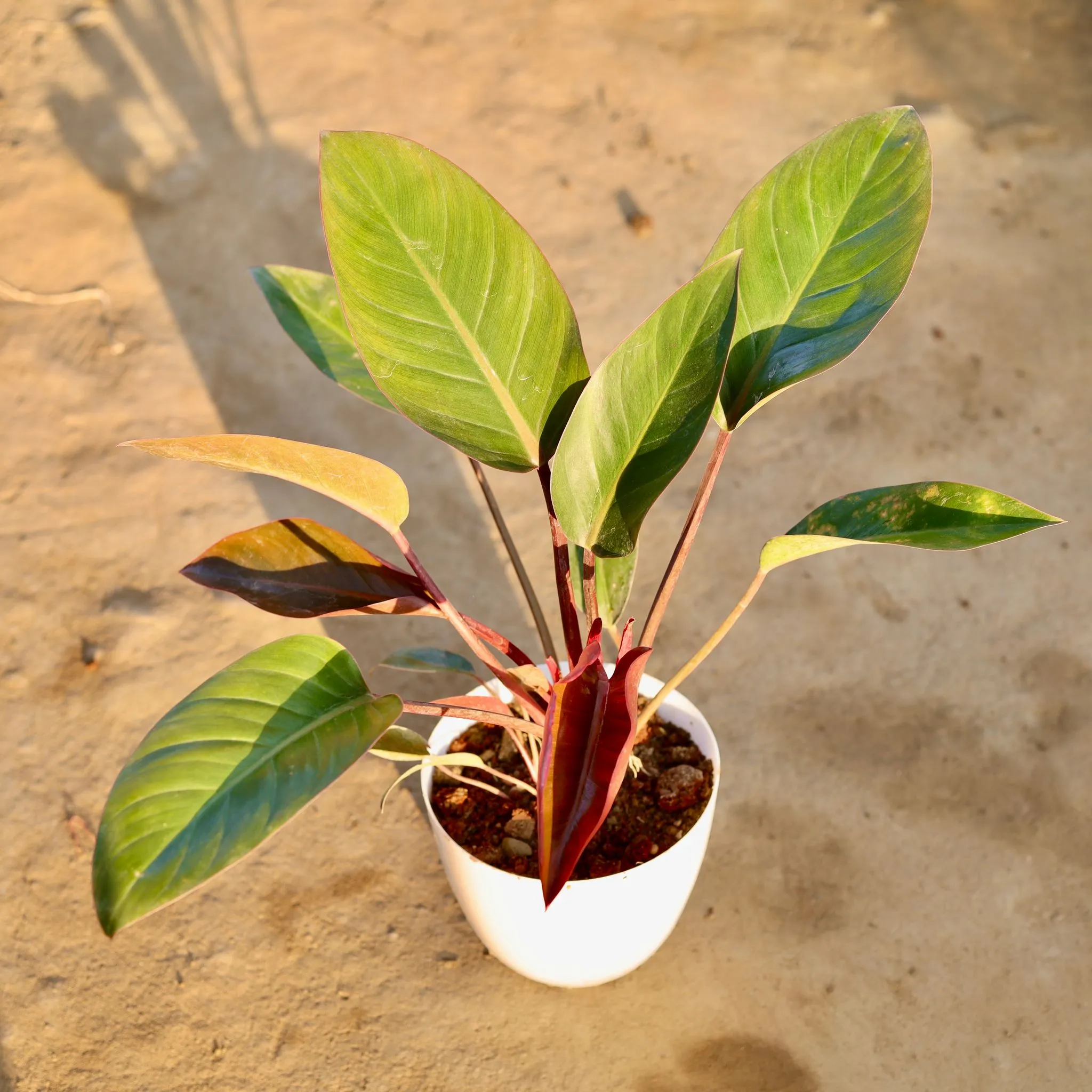 Philodendron Black in 4 Inch Premium Orchid Round Plastic Pot (any colour)