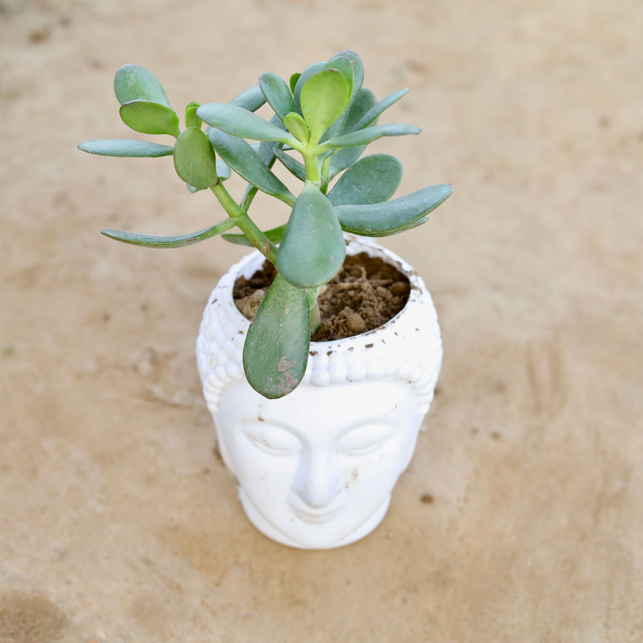 Crassula Jade in 6 Inch White Premium Buddha Plastic Pot