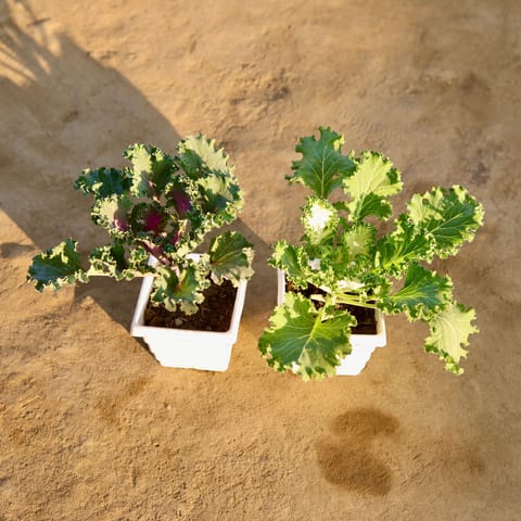 Set Of 2 - Kale Pink & White in 4 Inch White Marble Premium Orchid Square Plastic Pot