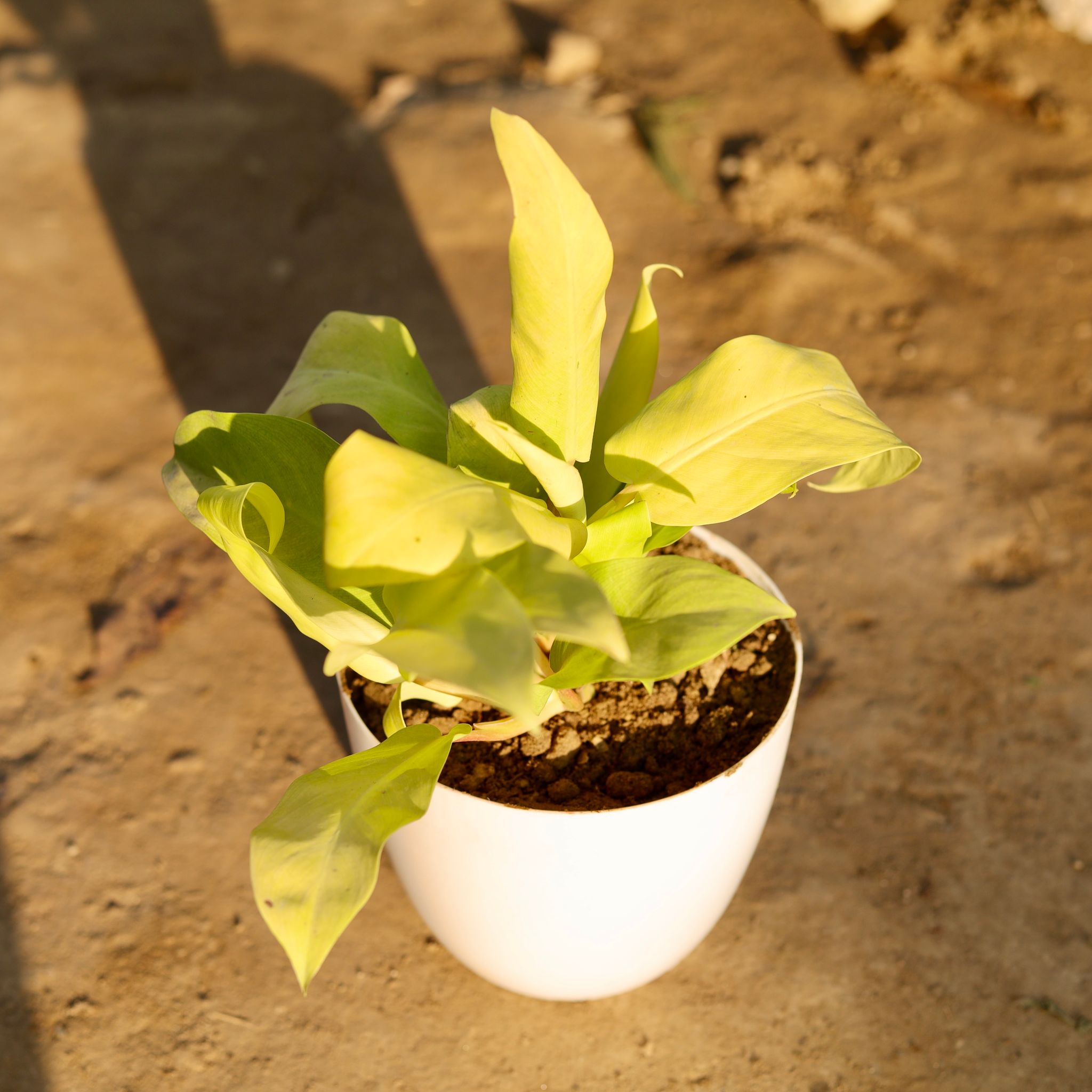 Philodendron Golden in 6 Inch White Premium Orchid Round Plastic Pot