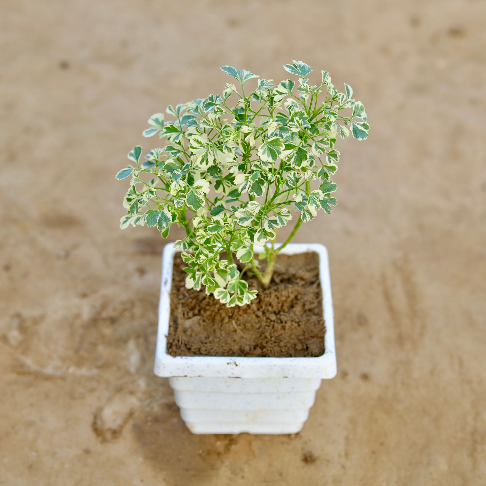 Aralia Dwarf Variegated in 4 Inch Marble Premium Orchid Square Plastic Pot (any colour)