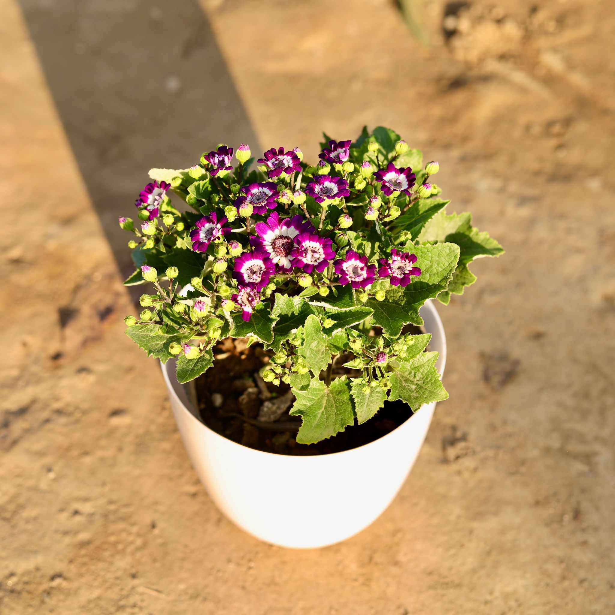 Cineraria Dwarf (Any Colour) in 6 Inch White Premium Orchid Round Plastic Pot