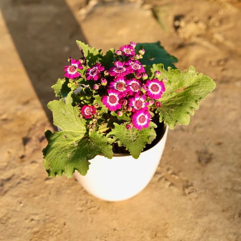 Cineraria Dwarf (Any Colour) in 6 Inch White Premium Orchid Round Plastic Pot