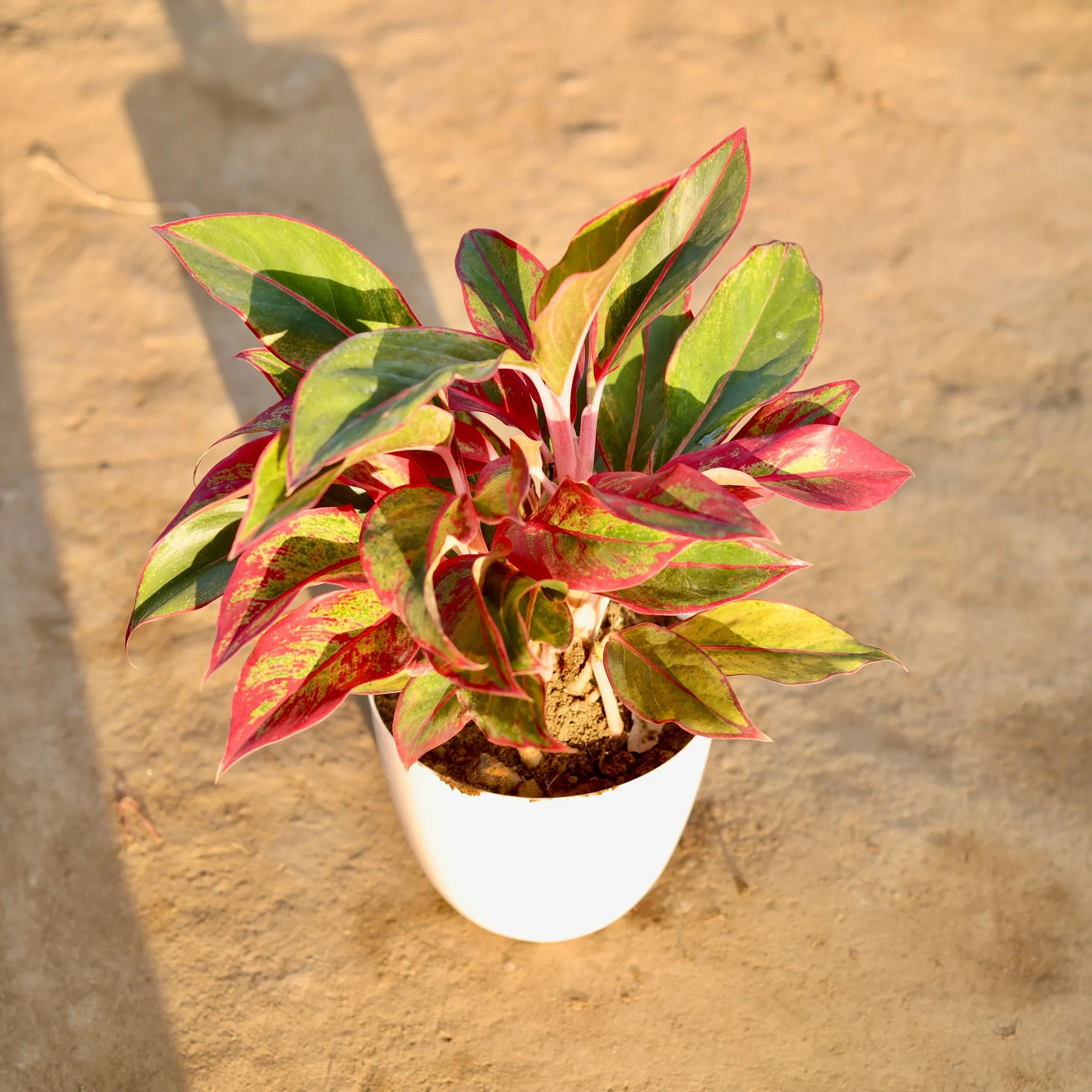 Aglaonema Lipstick Mother Plant in 6 Inch White Premium Orchid Round Plastic Pot