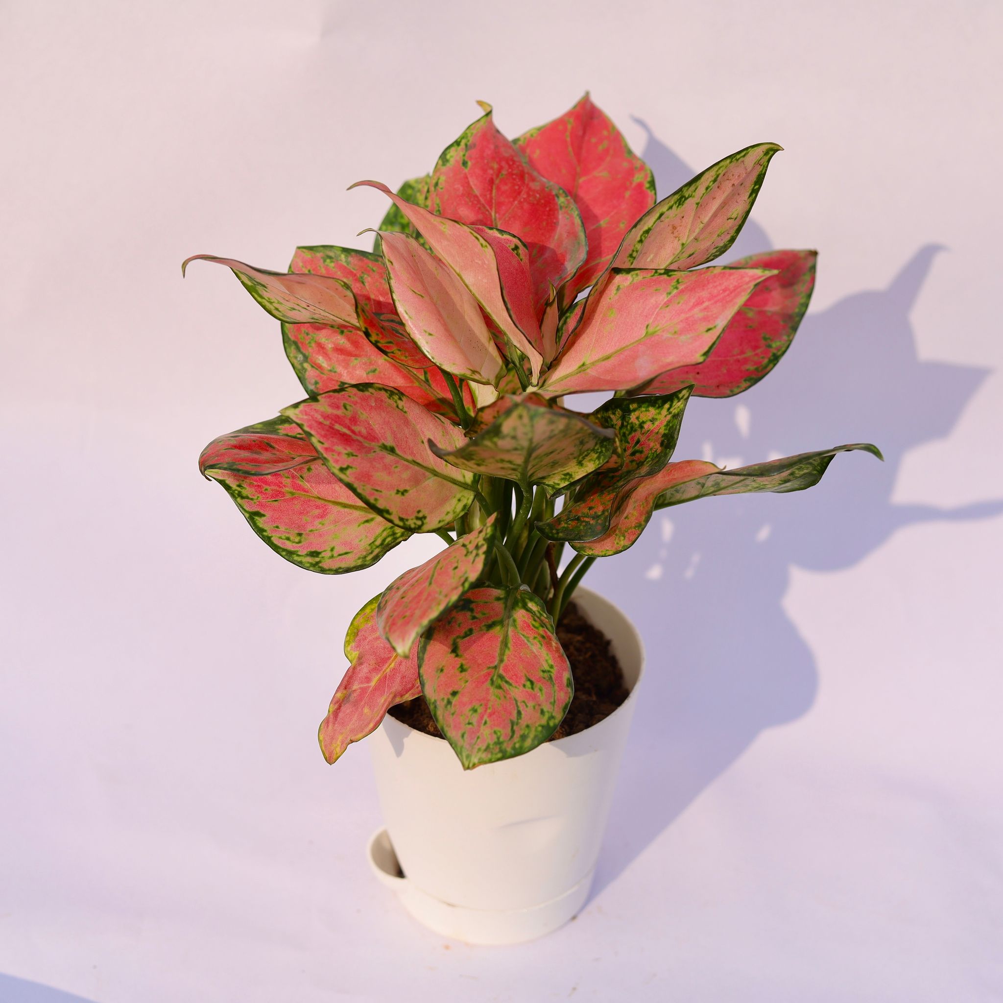Aglaonema Pink Dalmatian in 4 Inch White Florence Self Watering Pot